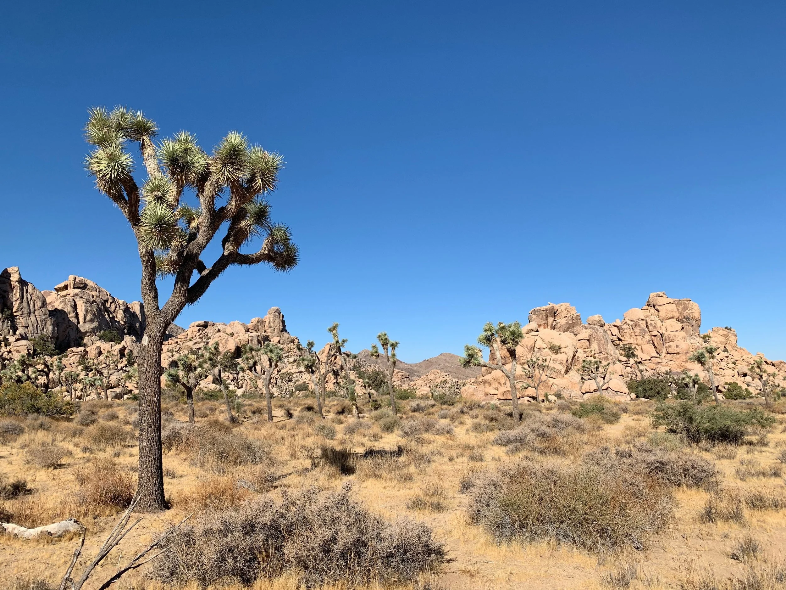Your Guide to Joshua Tree National Park