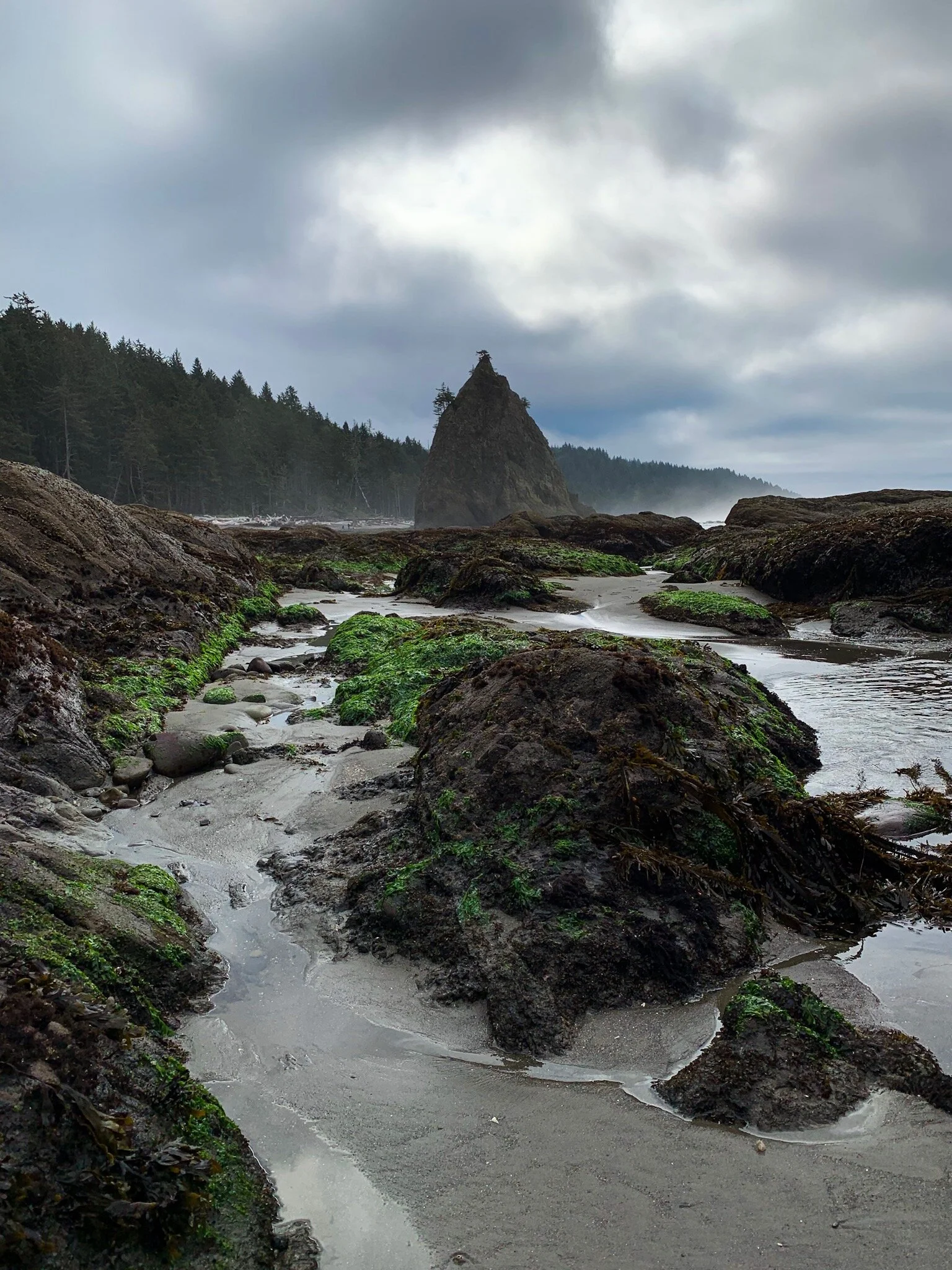 A Visitor's Guide to Olympic National Park
