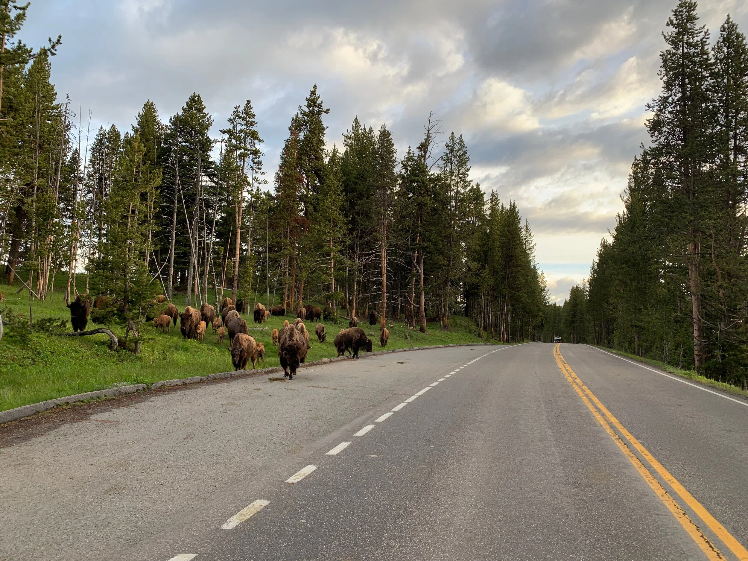 My Top 3 Wildlife Encounters From the Road