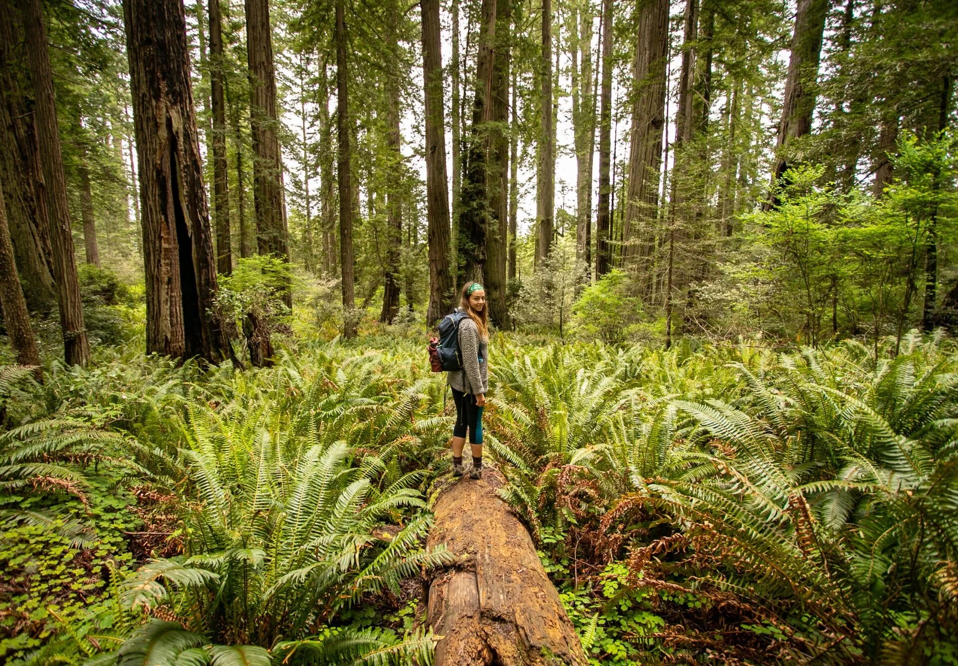 Your Guide to Redwoods National and State Parks