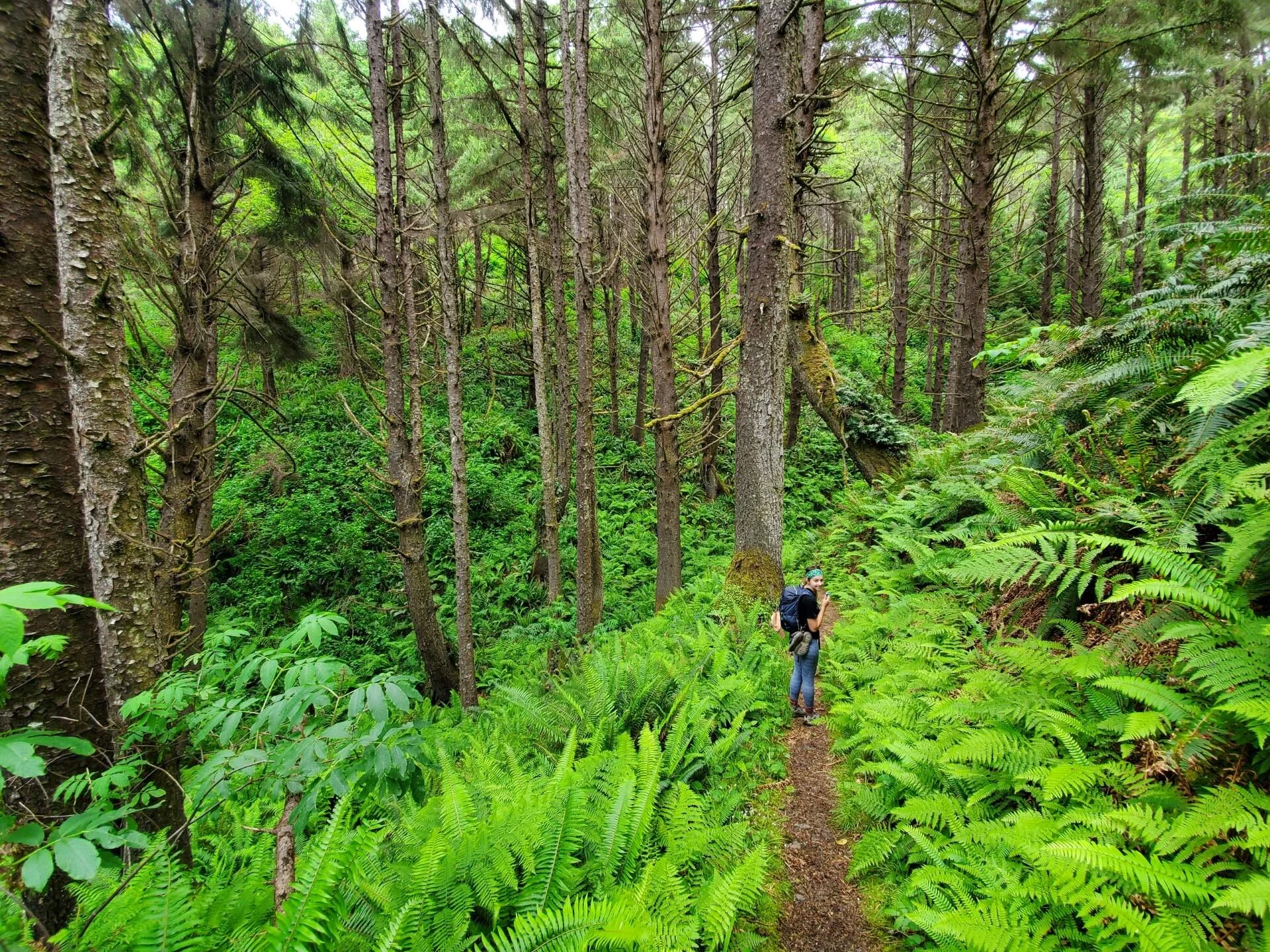 The Three Best Woodlands to Explore Along the West Coast