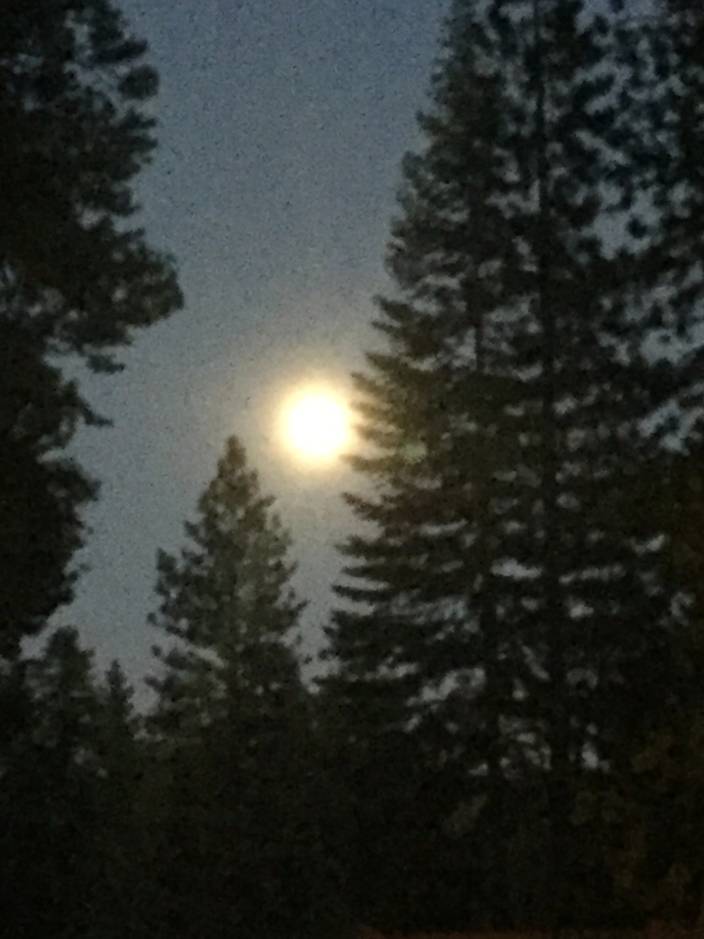 book2.   reincarnation oops