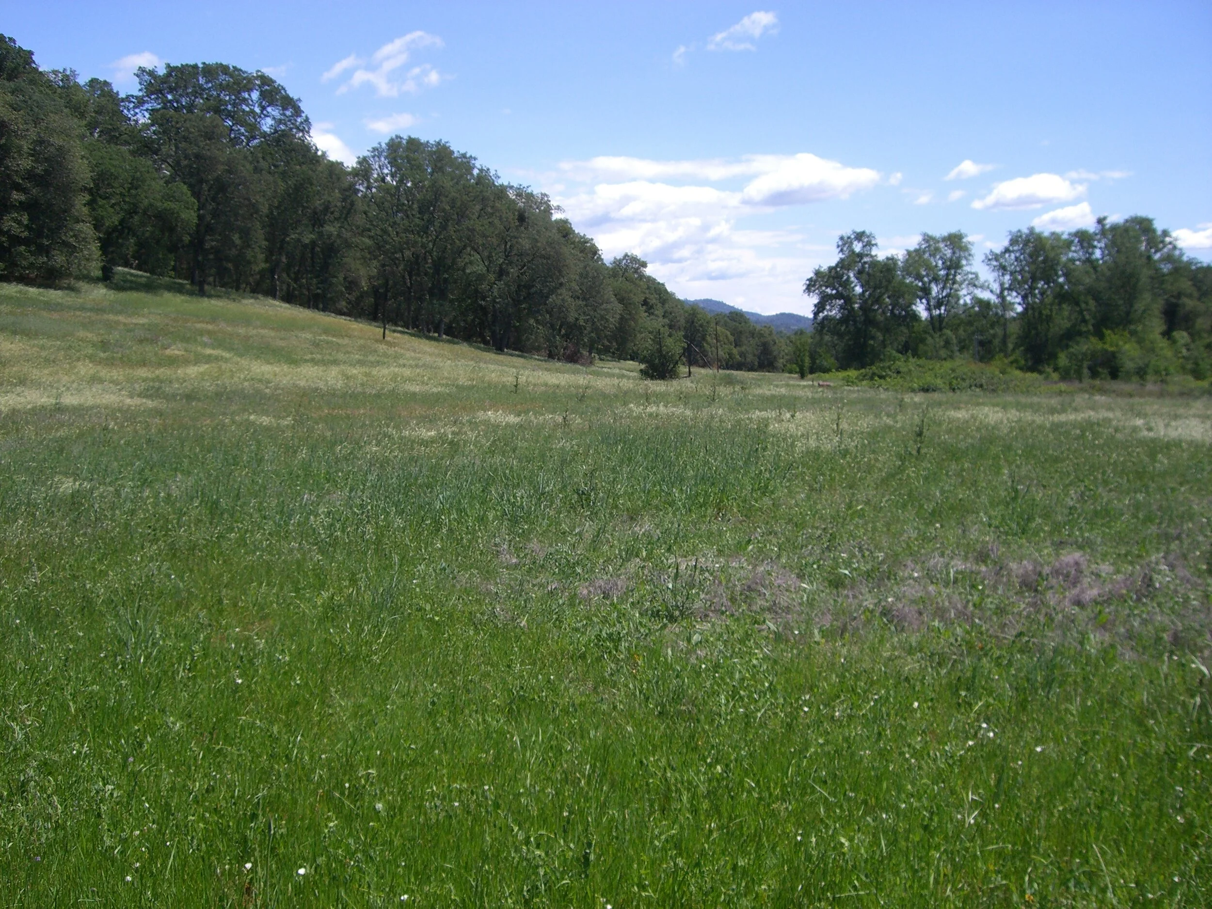 REINCARNATION.......of the dying earth