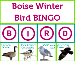 Boise Bird Bingo!