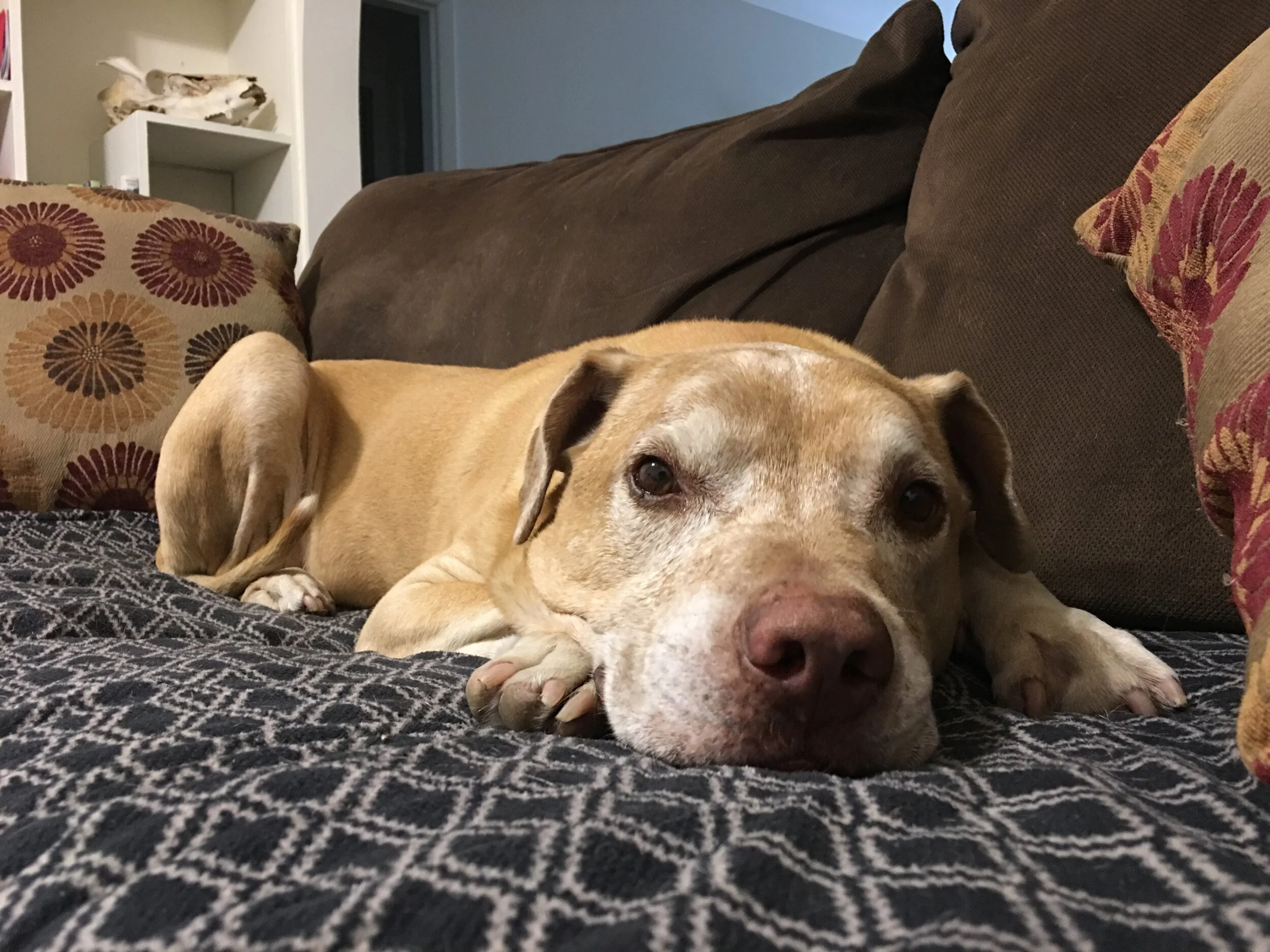 How to Take Care Of An Old Dog