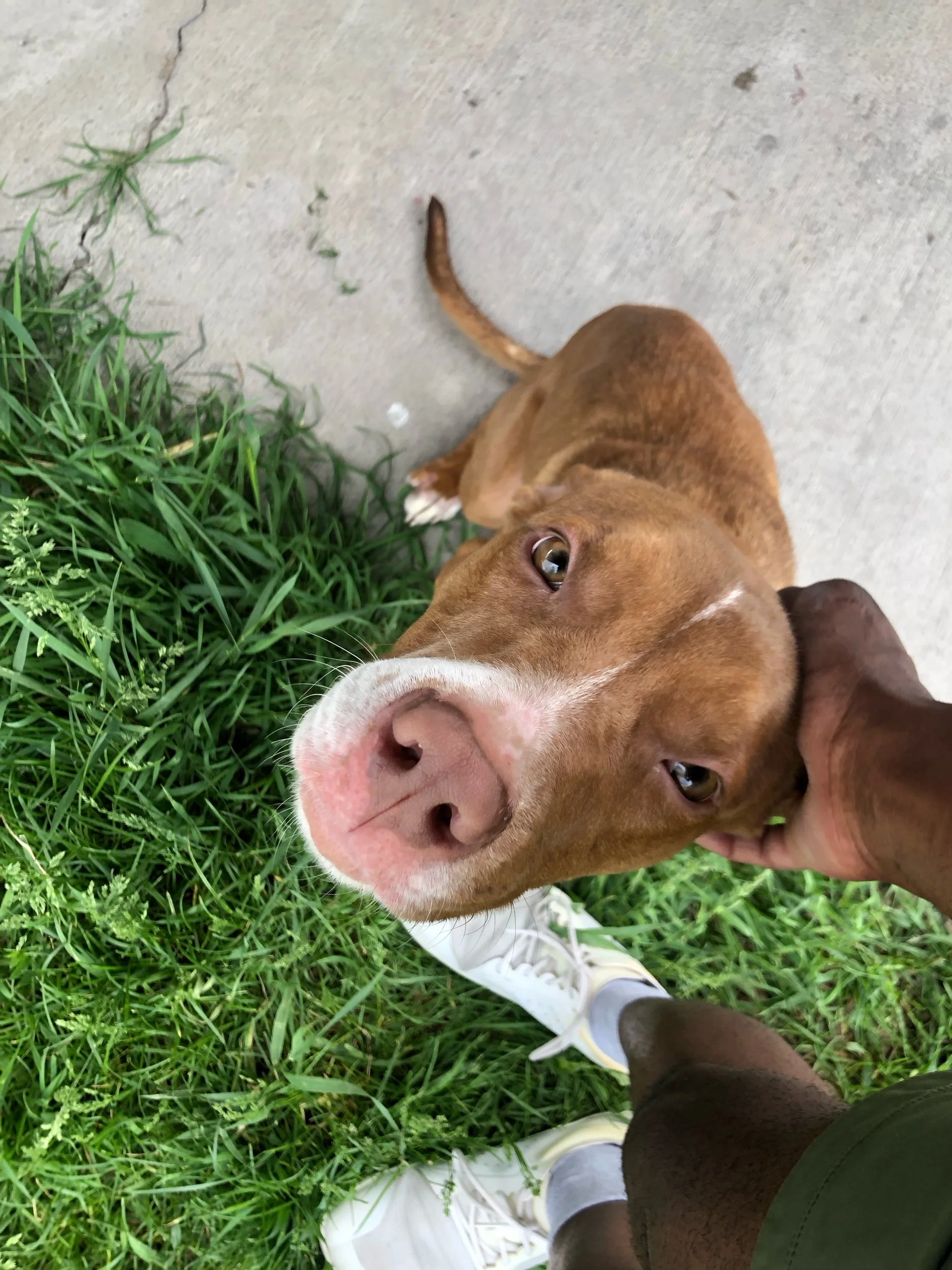 Zen and the Art of Petting A Puppy