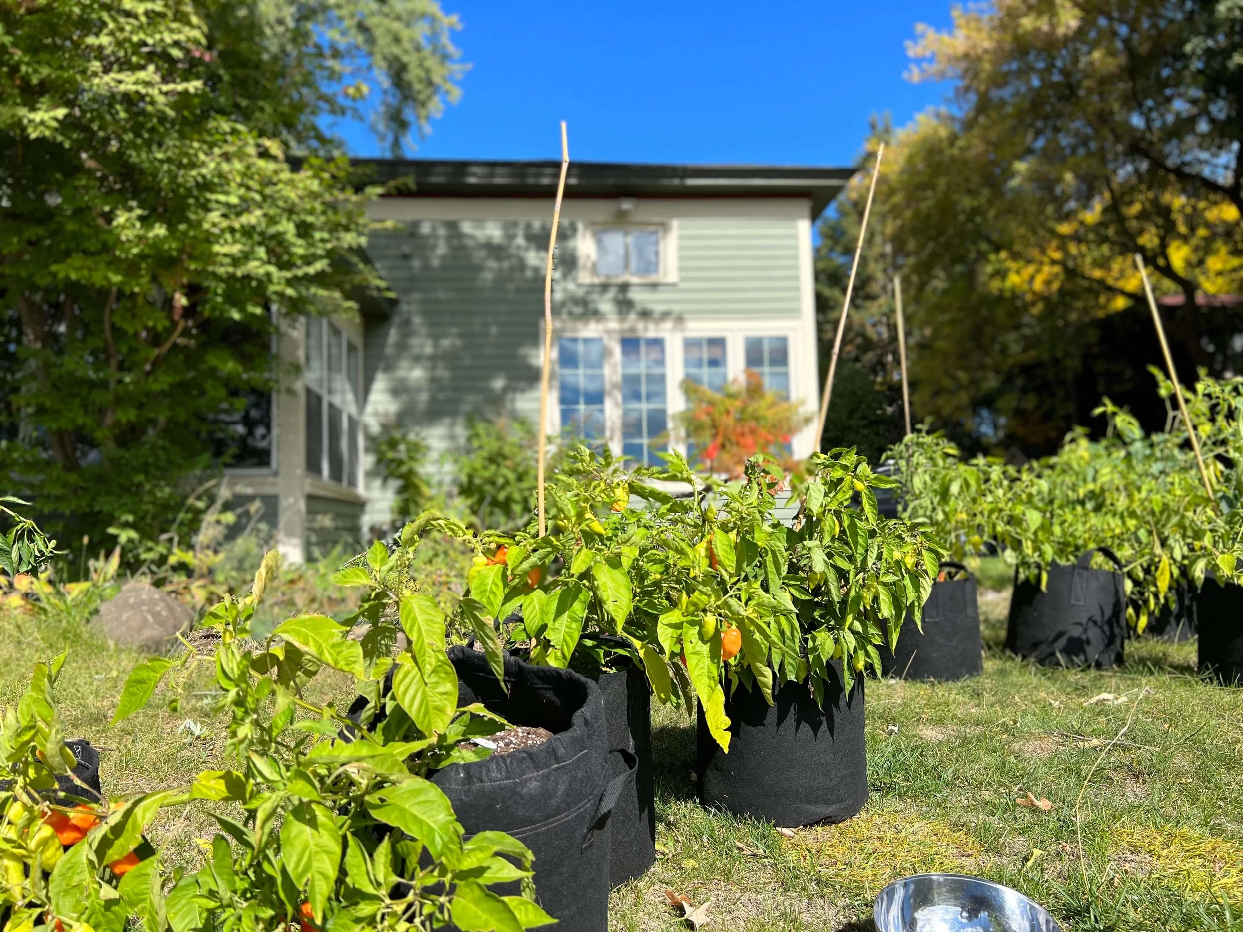 Minnesota Hot Sauce Festival — Sauce North