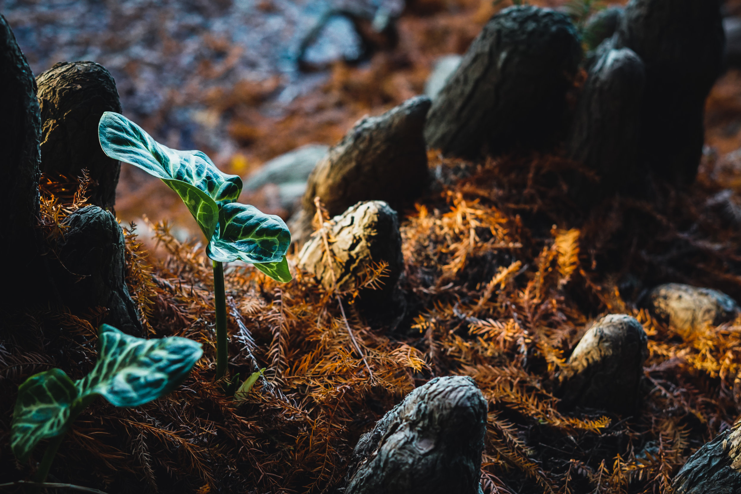 Prayer for Resurrection