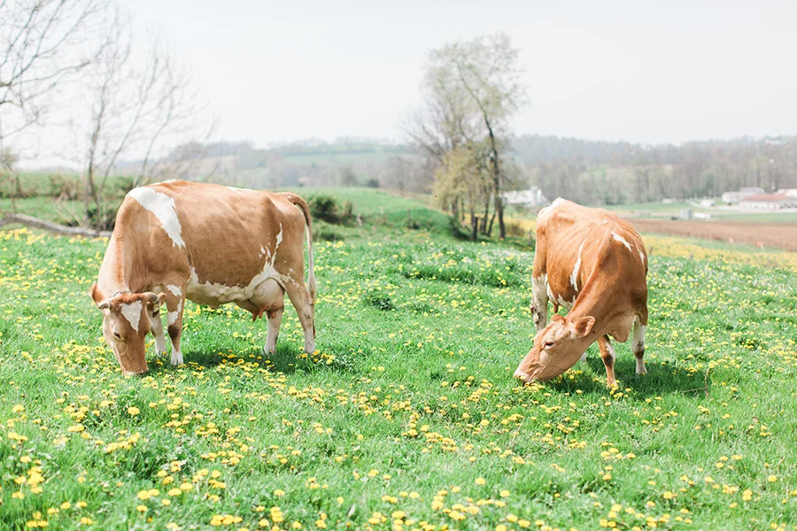 How Mad Agriculture and Origin Milk Are Changing Dairy