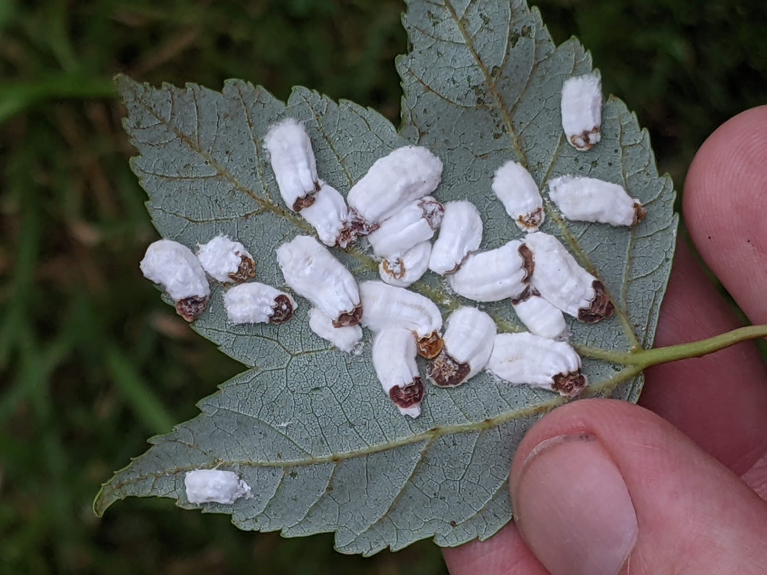 cottony-maple-leaf-scale-figure-1.jpg