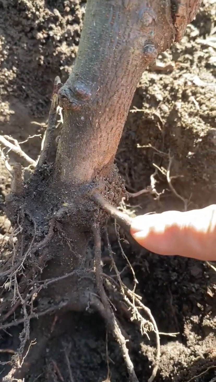 VIDEO Buried Plants & Adventitious Roots