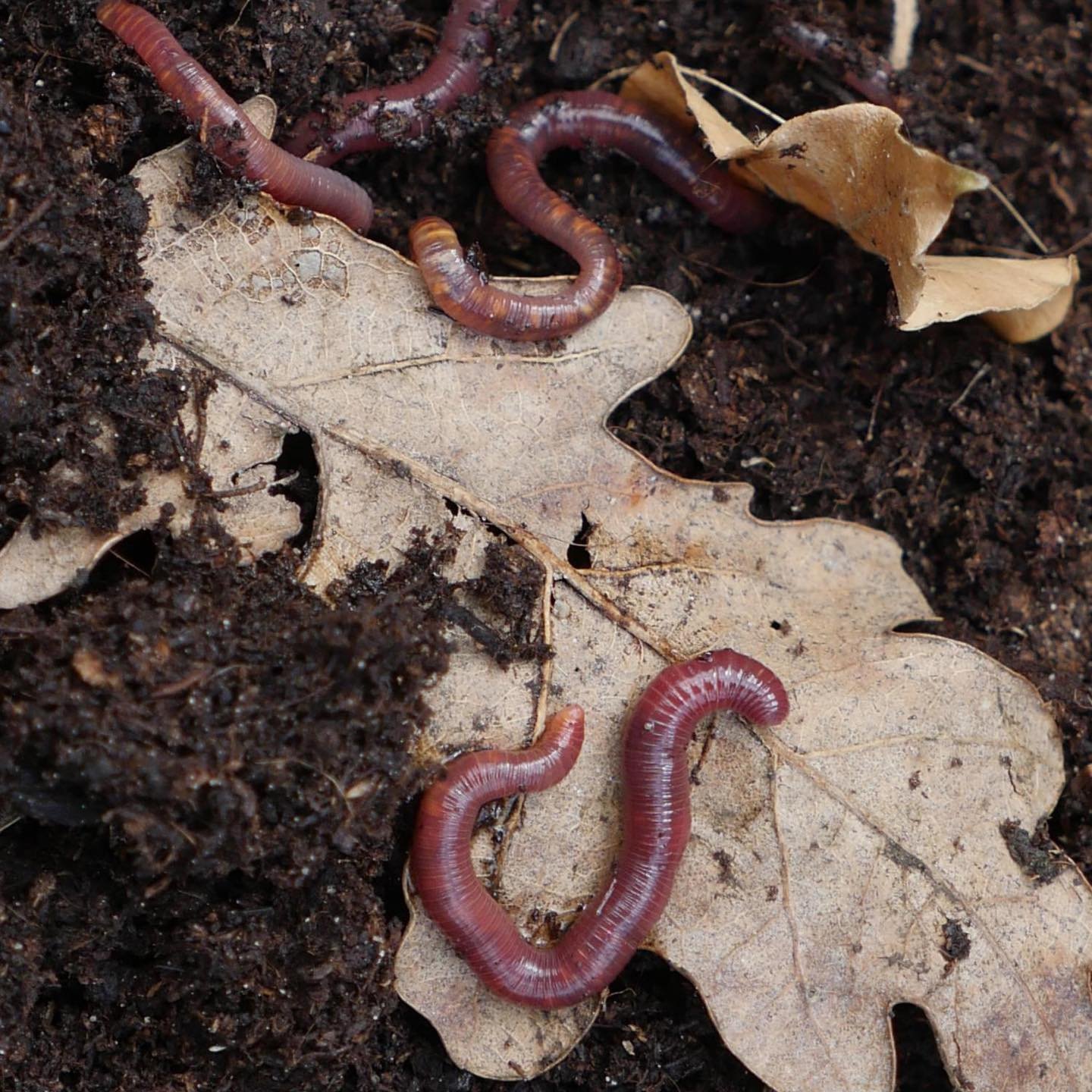 leaves-worms.jpeg