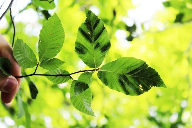 BLD-leaf-striping.JPG