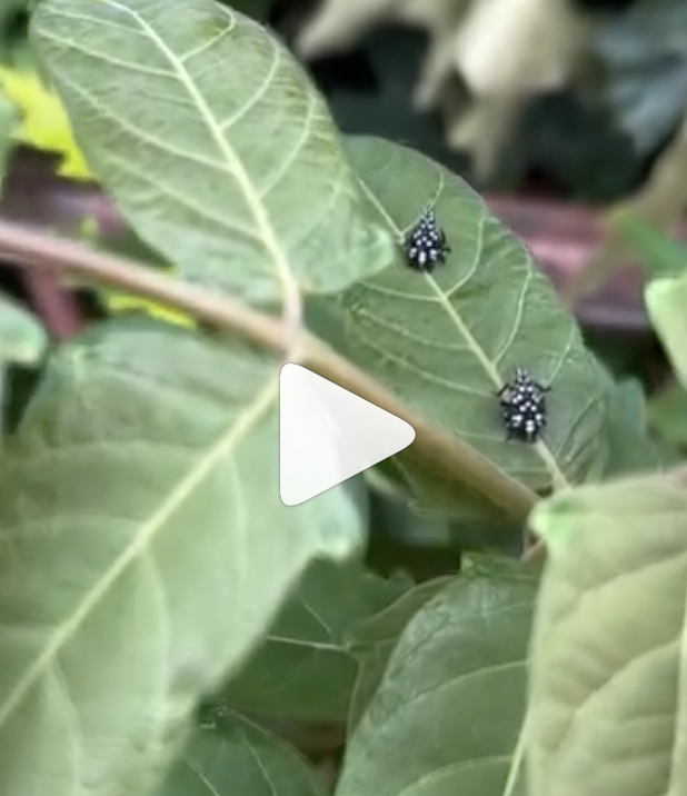 VIDEO - SLF Nymphs Appear