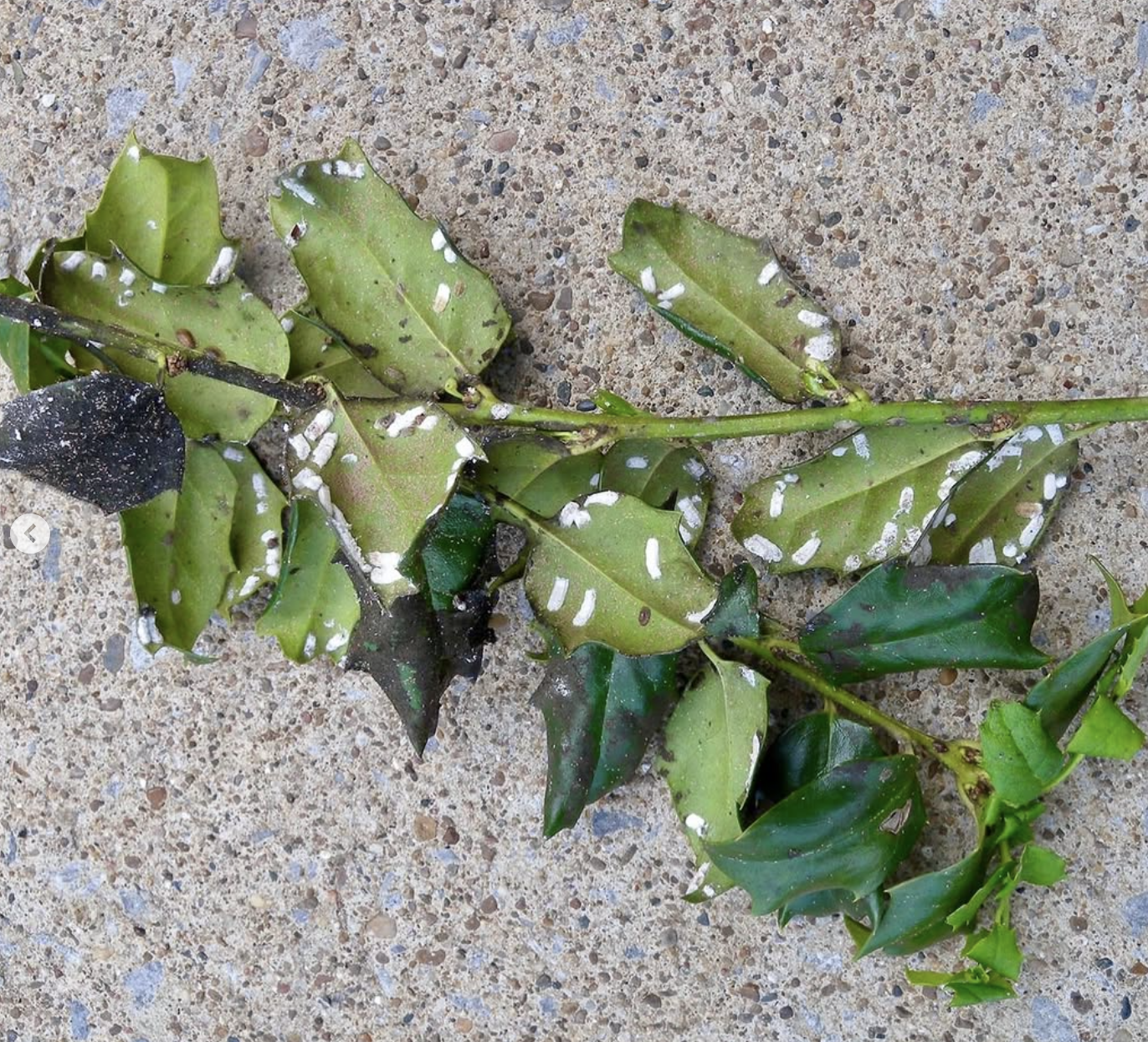 Cottony Cushion Scale