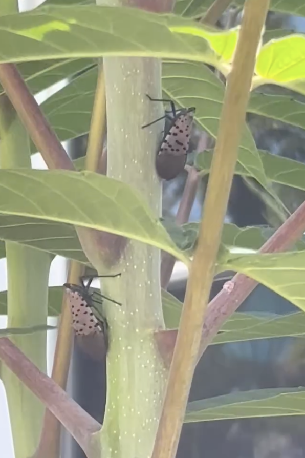 VIDEO - Adult Spotted Lanternfly