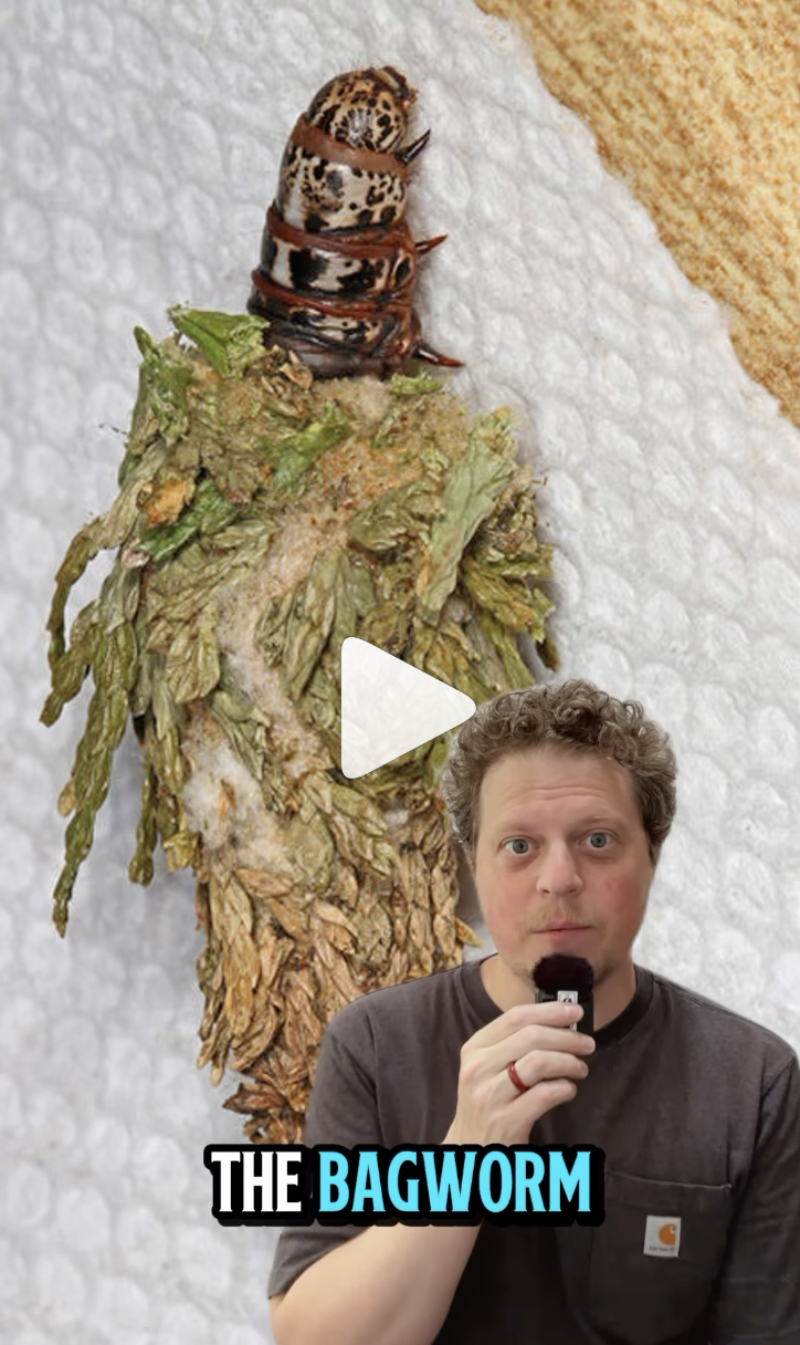Bagworm VIDEO