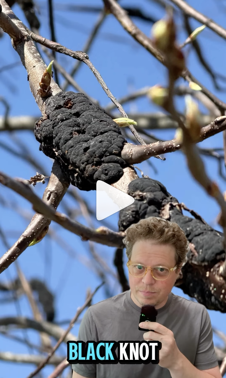 Black Knot VIDEO