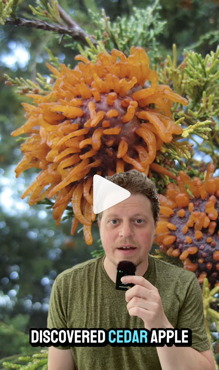 Cedar Apple Rust VIDEO