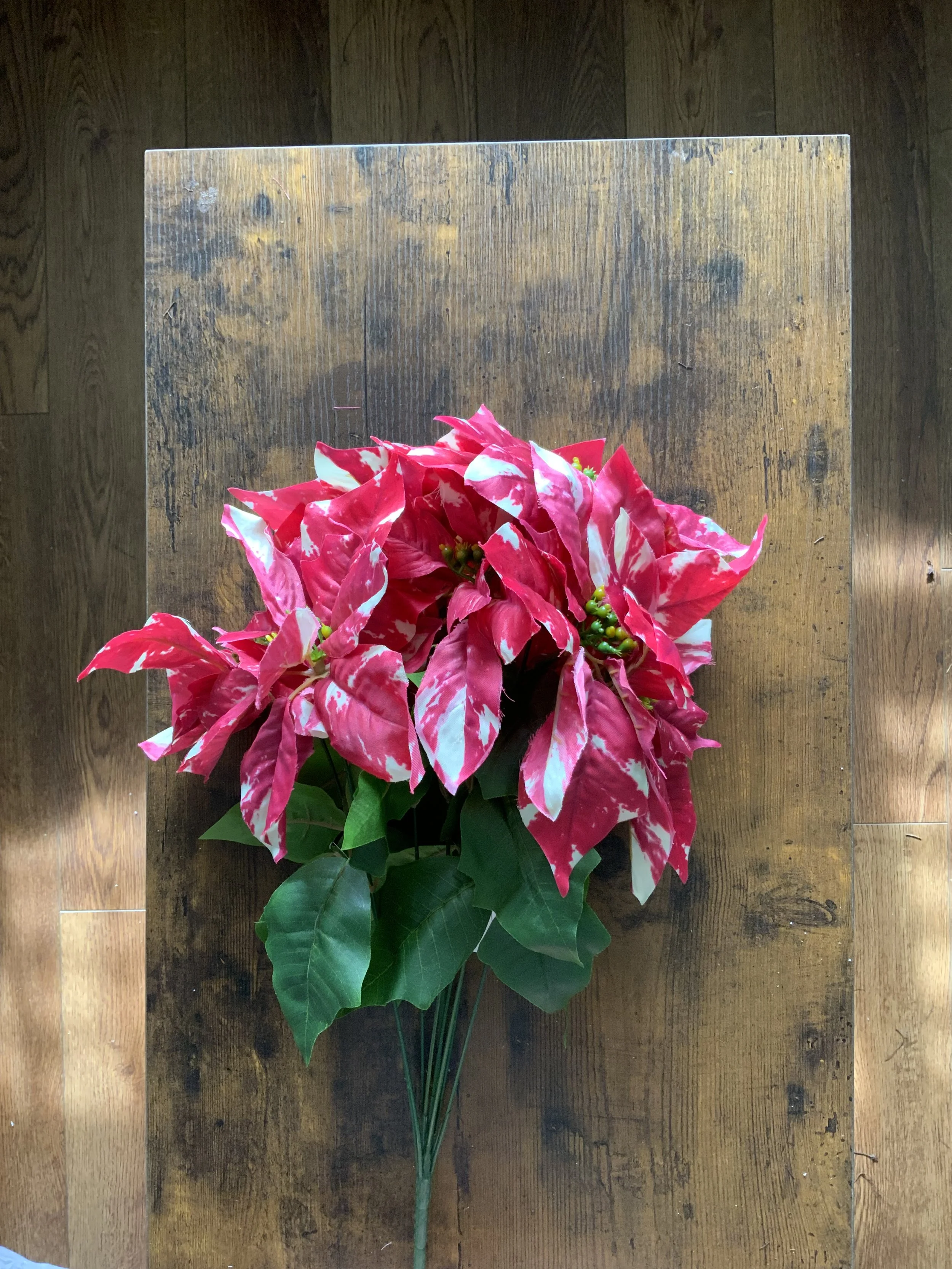 CS13400 CLASSIC PEPPERMINT POINSETTIA