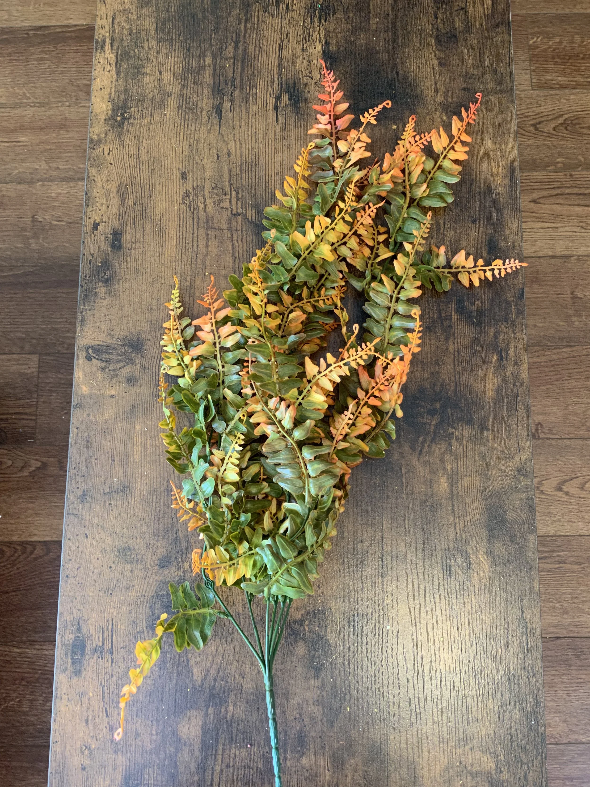 CS14670 HANGING CREEK FERN