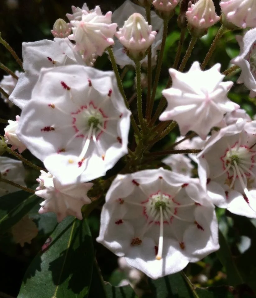 mountain laurel.jpg