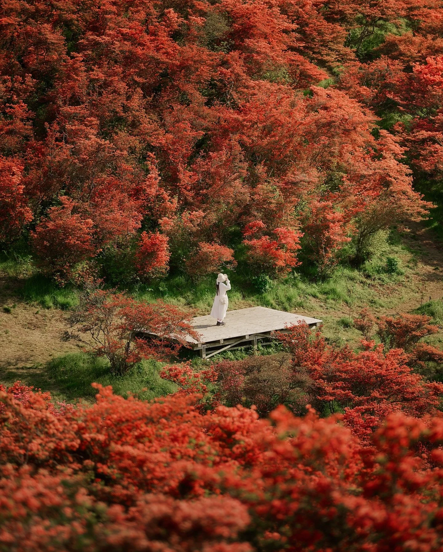 まるで燃えるような紅に包まれる春の絶景。
関西屈指のつつじの名所「葛城高原 自然つつじ園」。
4月下旬〜5月中旬だけの、夢のような光景。

＿＿＿＿＿＿＿＿＿＿＿＿＿＿＿＿＿＿
🗺️Location : 葛城高原 自然つつじ園
🧚Model: @fairy15y

Photography by @yusheng_hsu
■Camera
　Leica M10-P
　Sigma fp
■Lens
　Summilux-M 35/1.4A
　LUMIX S PRO 70200/4