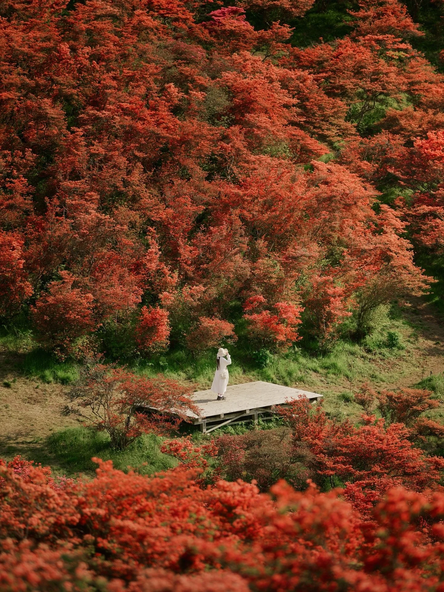 「春風に揺れる、紅に染まる刻。」
Moment Painted in Crimson, Swaying in the Spring Breeze

夕陽が山肌を赤く染めた春の峠。
その瞬間、柔らかな風が少女の衣をそっと揺らし、
静かな花の谷にひとつの動きを生んだ。
観光客がいなくなったあとの静寂、虫の声、
そして春風が運ぶ暖かさ。
現実の時間がふと緩み、
夢と現実の境界に触れたような一瞬だった。
As the setting sun turned the mountainside red,
a 