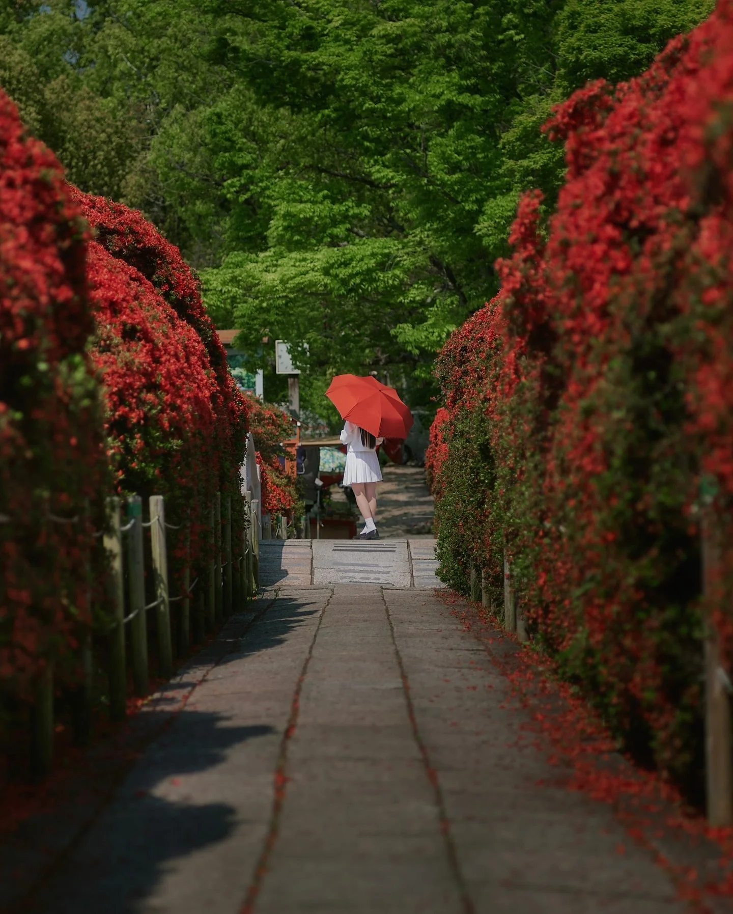 まるで絵本の1ページみたいな風景。
赤と緑のコントラストが心に残る。

江戸時代に品種改良されて生まれた、真紅のキリシマツツジ。
毎年4月中旬から下旬にかけて一斉に咲き誇り、あたり一面を鮮やかな赤に染め上げます。
関西屈指の名所として、多くの人々を魅了しています。

＿＿＿＿＿＿＿＿＿＿＿＿＿＿＿＿＿＿
🗺️Location : 長岡天満宮
🧚Model: @fairy15y

Photography by @yusheng_hsu
■Camera
　Leica M10-P
■Lens
　E
