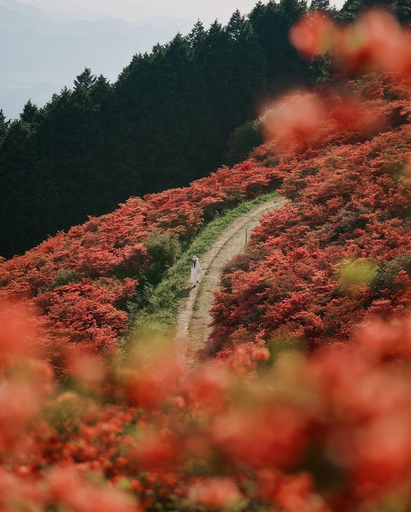 まるで夢の中を歩いているような、
現実より優しい風景に出会った。

＿＿＿＿＿＿＿＿＿＿＿＿＿＿＿＿＿＿
🗺️Location : 葛城高原 自然つつじ園
🧚Model: @fairy15y

Photography by @yusheng_hsu
■Camera
　Sigma fp
■Lens
　LUMIX S PRO 70200/4