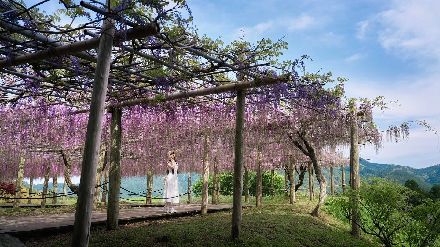 藤。

＿＿＿＿＿＿＿＿＿＿＿＿＿＿＿＿＿＿
🗺️Location : 河内藤園
🧚Model: @fairy15y 

Photography by @yusheng_hsu
■Camera
　Sigma fp
■Lens
　Contemporary 35mm F2 DG DN