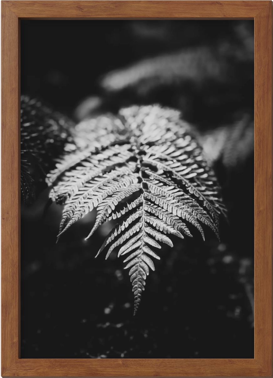 Silver Frond | Florida | The Living Study Collected Series