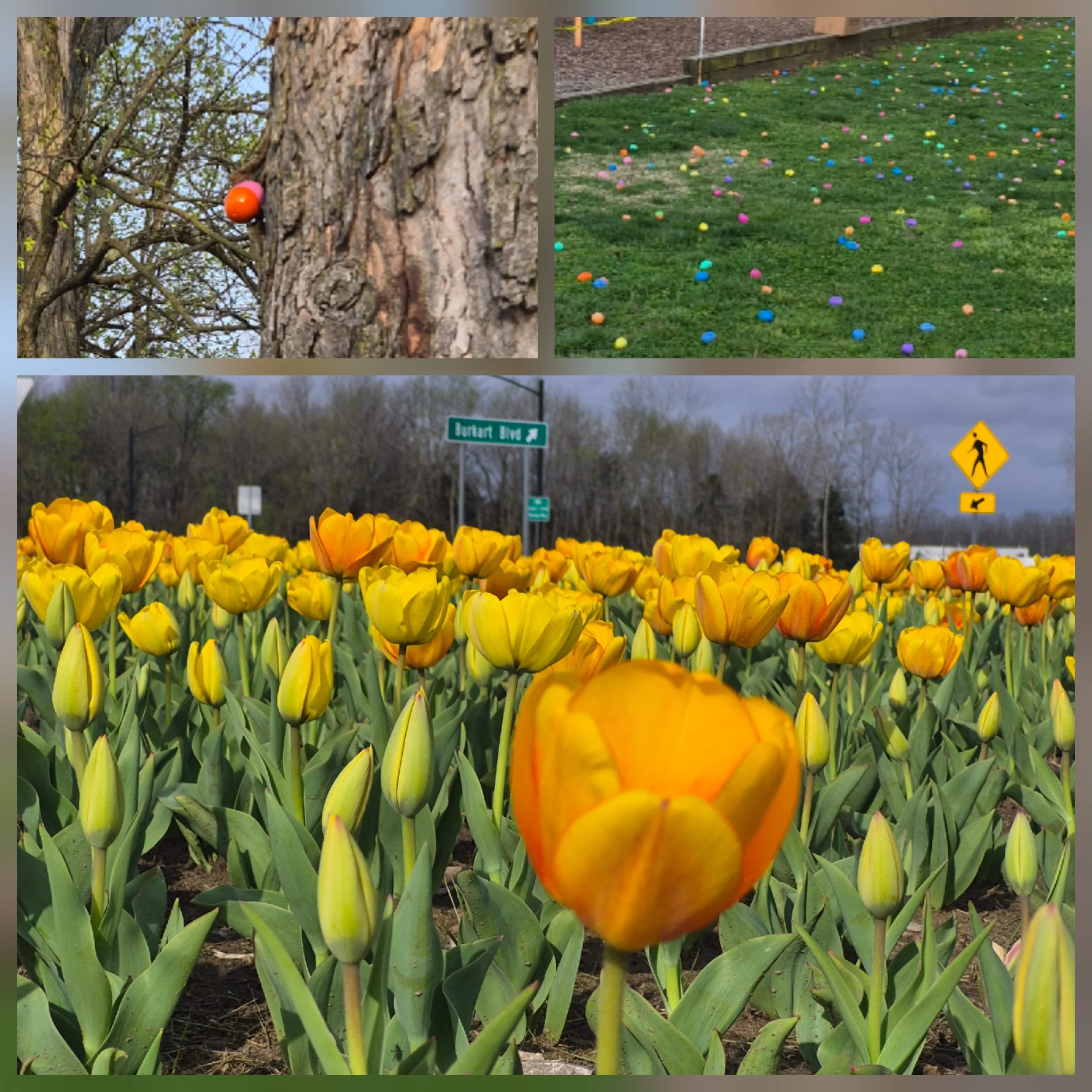 Yellow Tulips