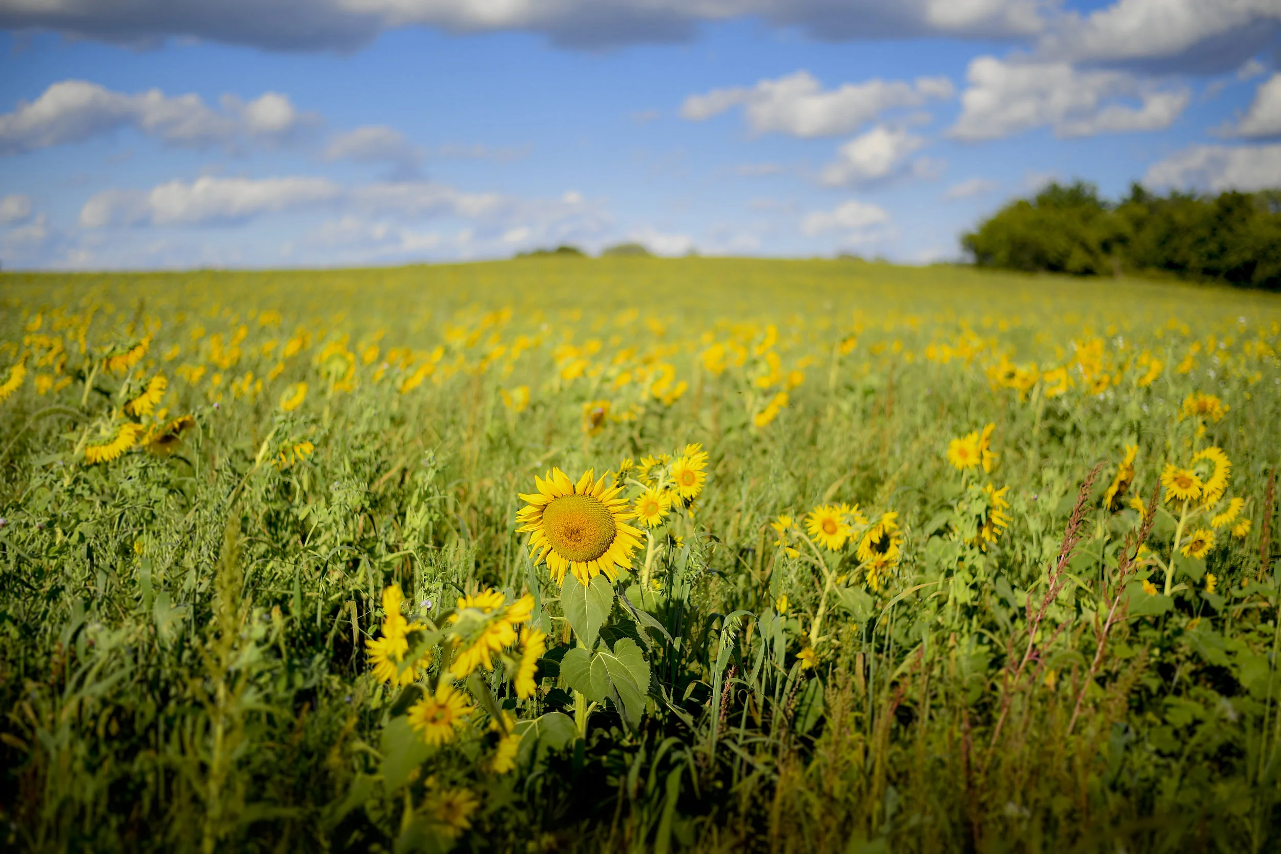 Sunflower Fields Forever