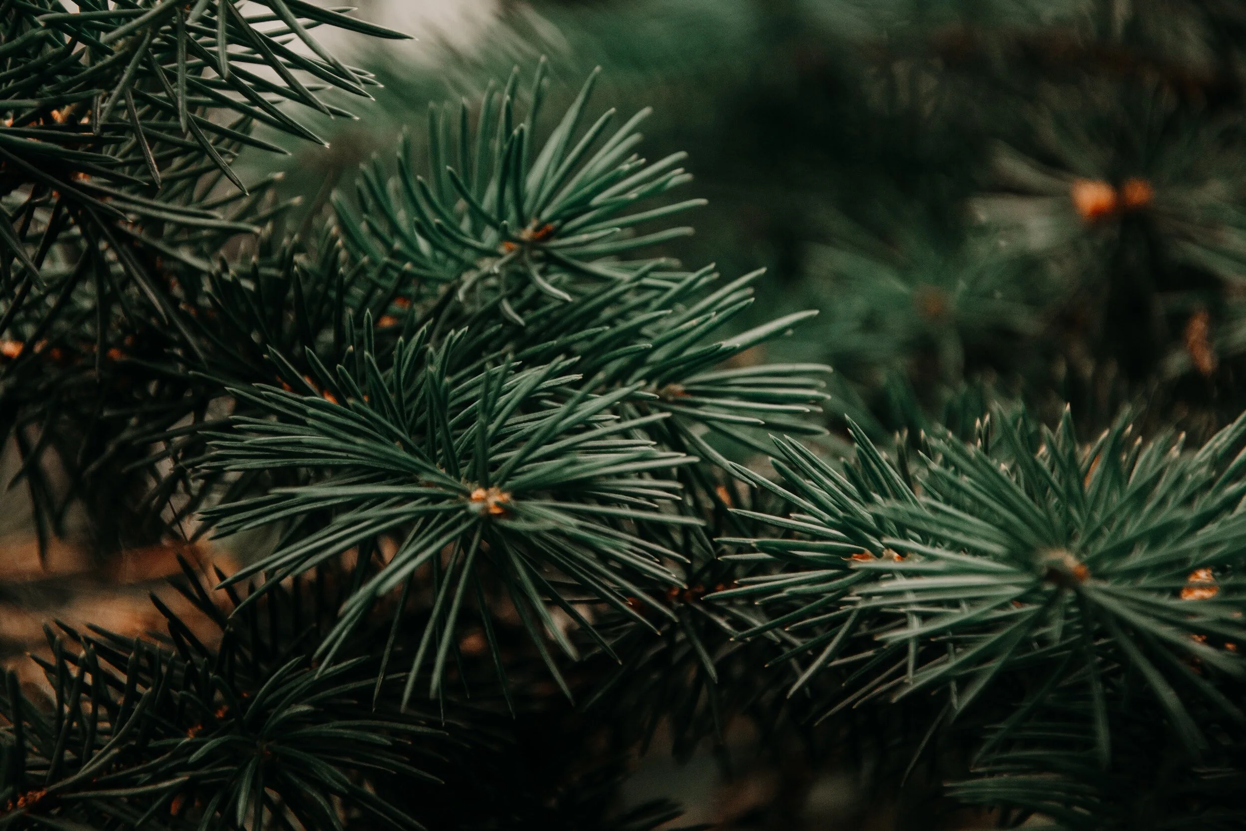 Why evergreen content is a must for your small business