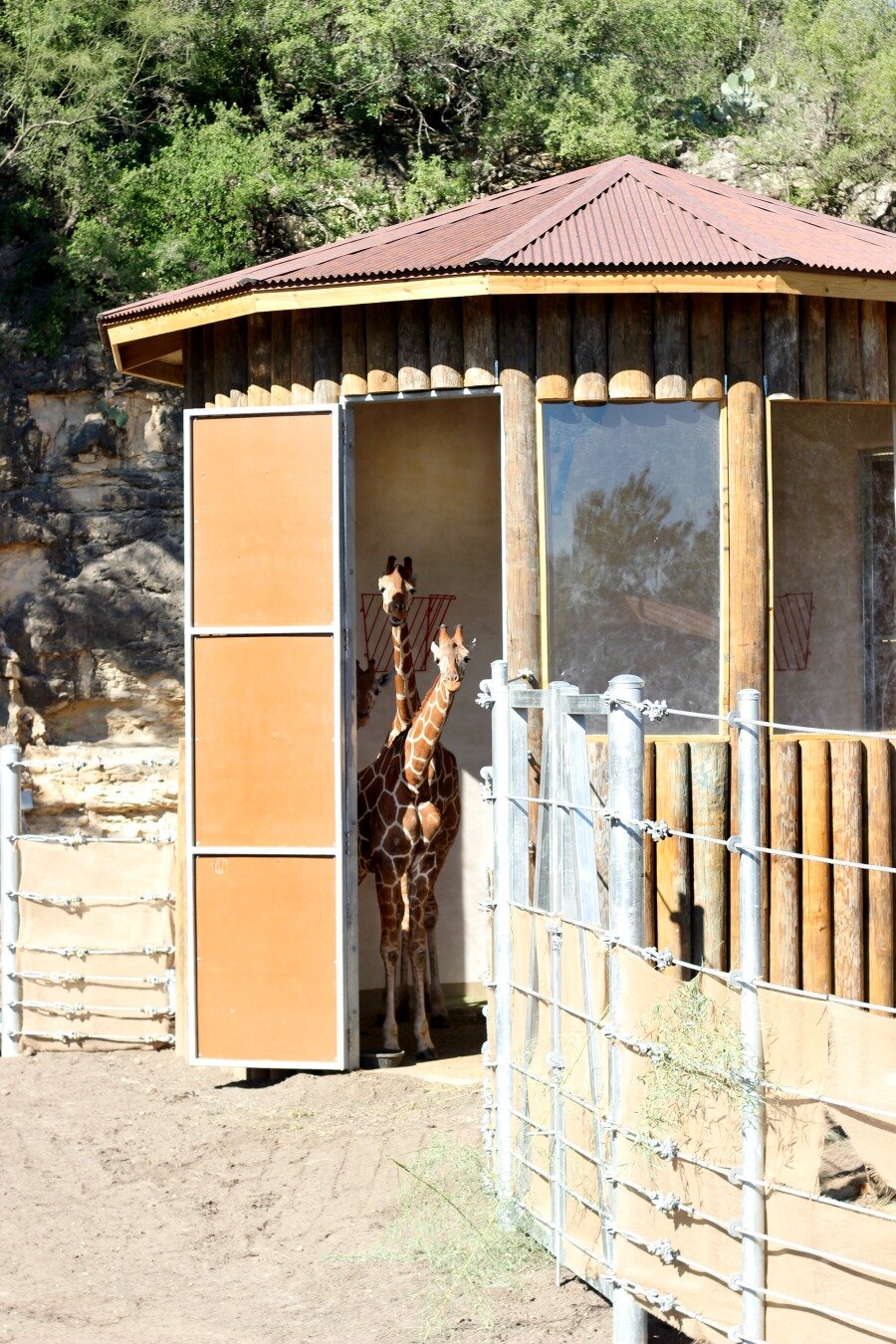 giraffes-are-back-san-antonio-zoo-tall-x.jpg