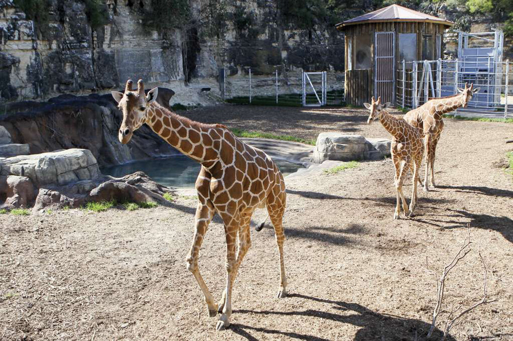 Zoo - Giraffes.jpg
