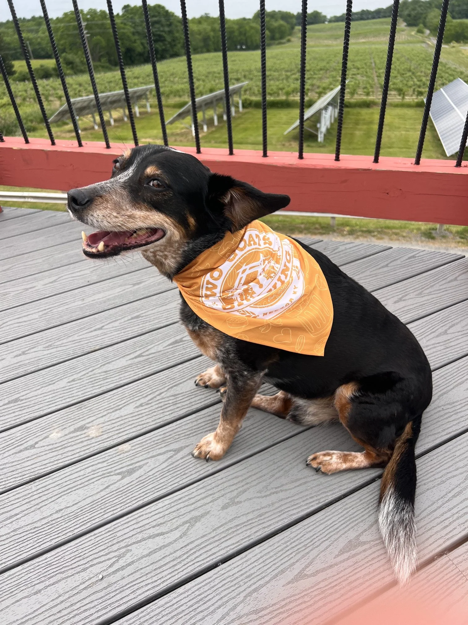 Dog Bandana