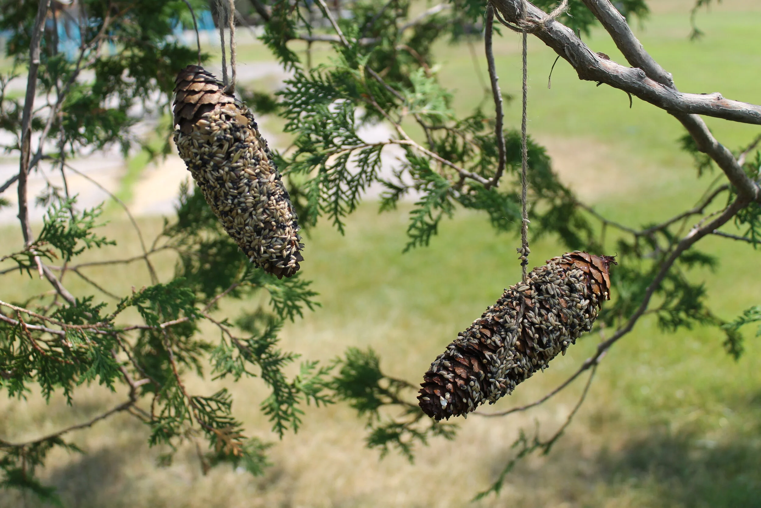 Born to Soar Activity #2