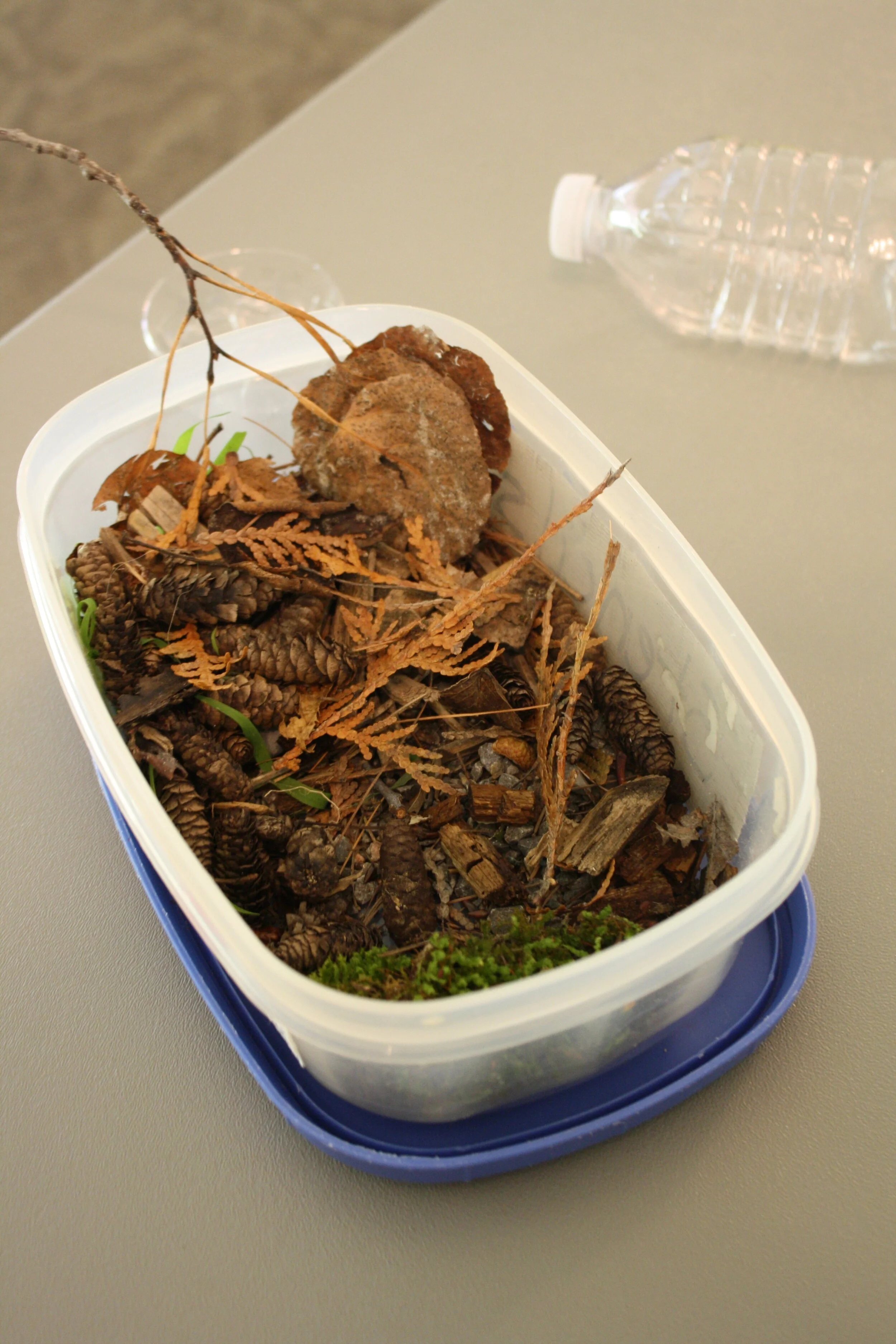 Tree Week Activity #2