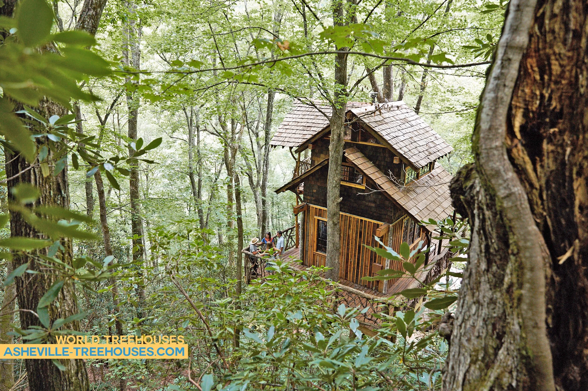 Asheville Custom Treehouse Builder Site Selection Spotlight: Tree Type