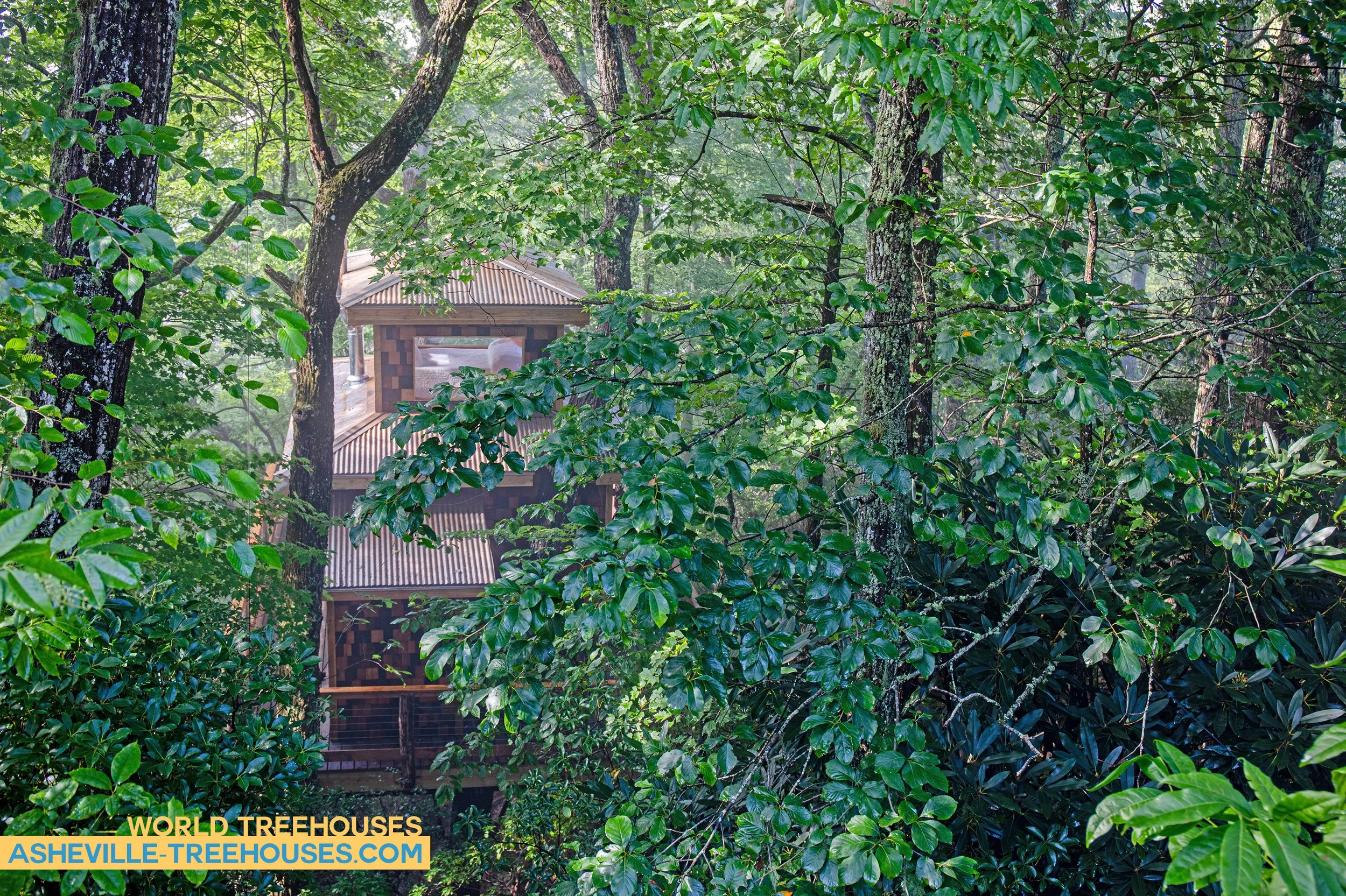 Asheville Custom Tree House Builder Site Selection Spotlight: Tree Configuration