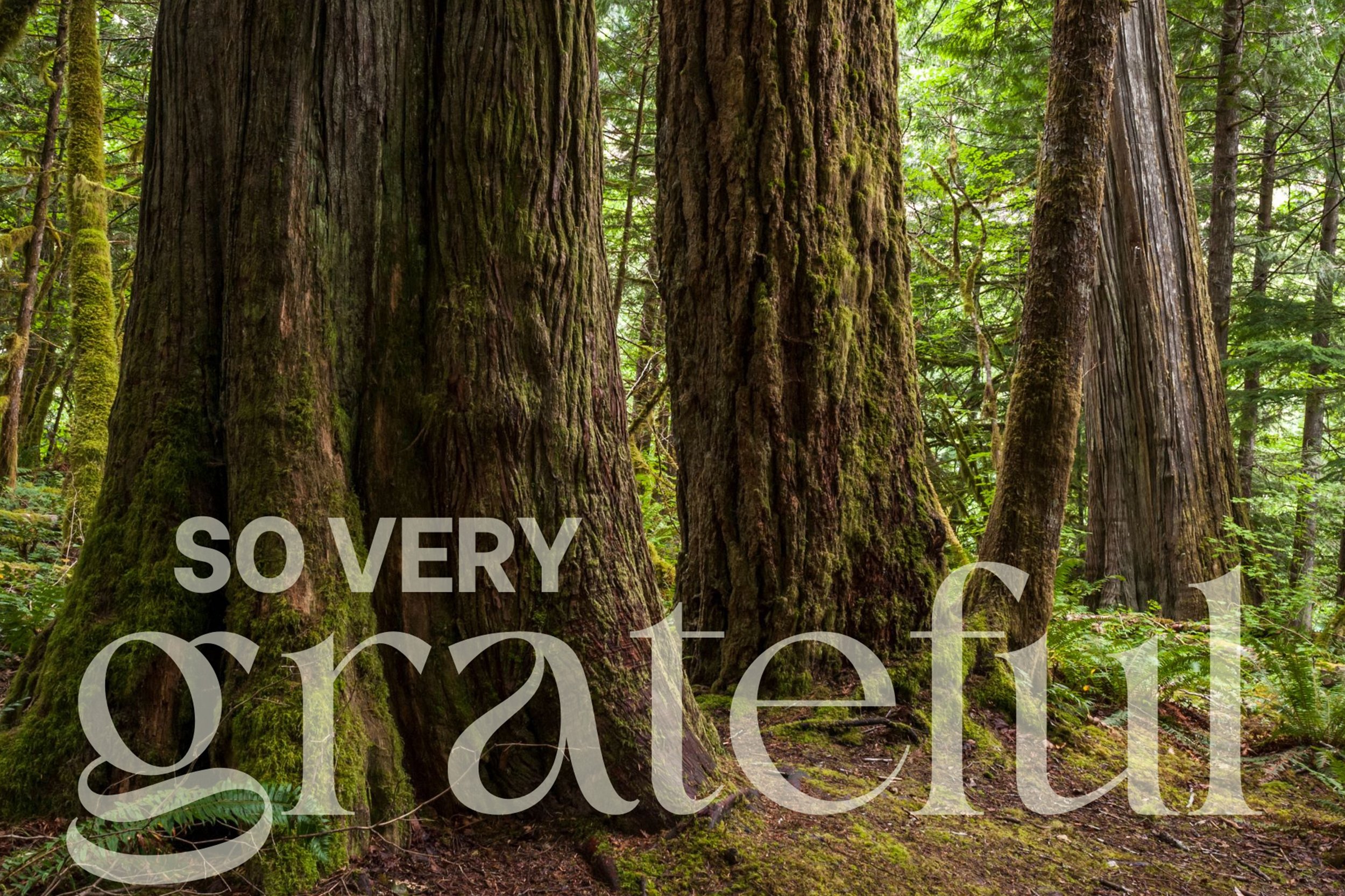 Your Custom Treehouse Builder Shares a Message of Gratitude