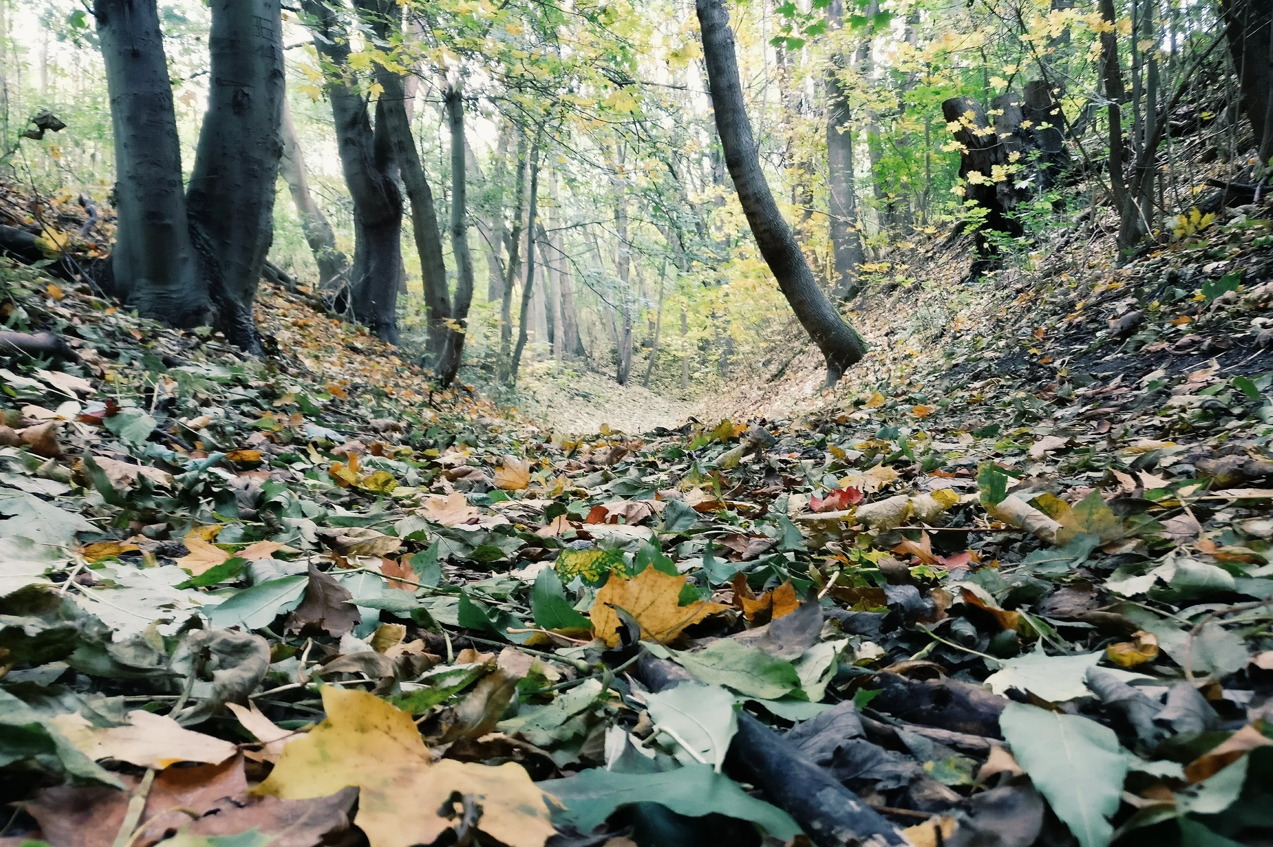 Luxury Treehouse Builder in Marshall, NC
