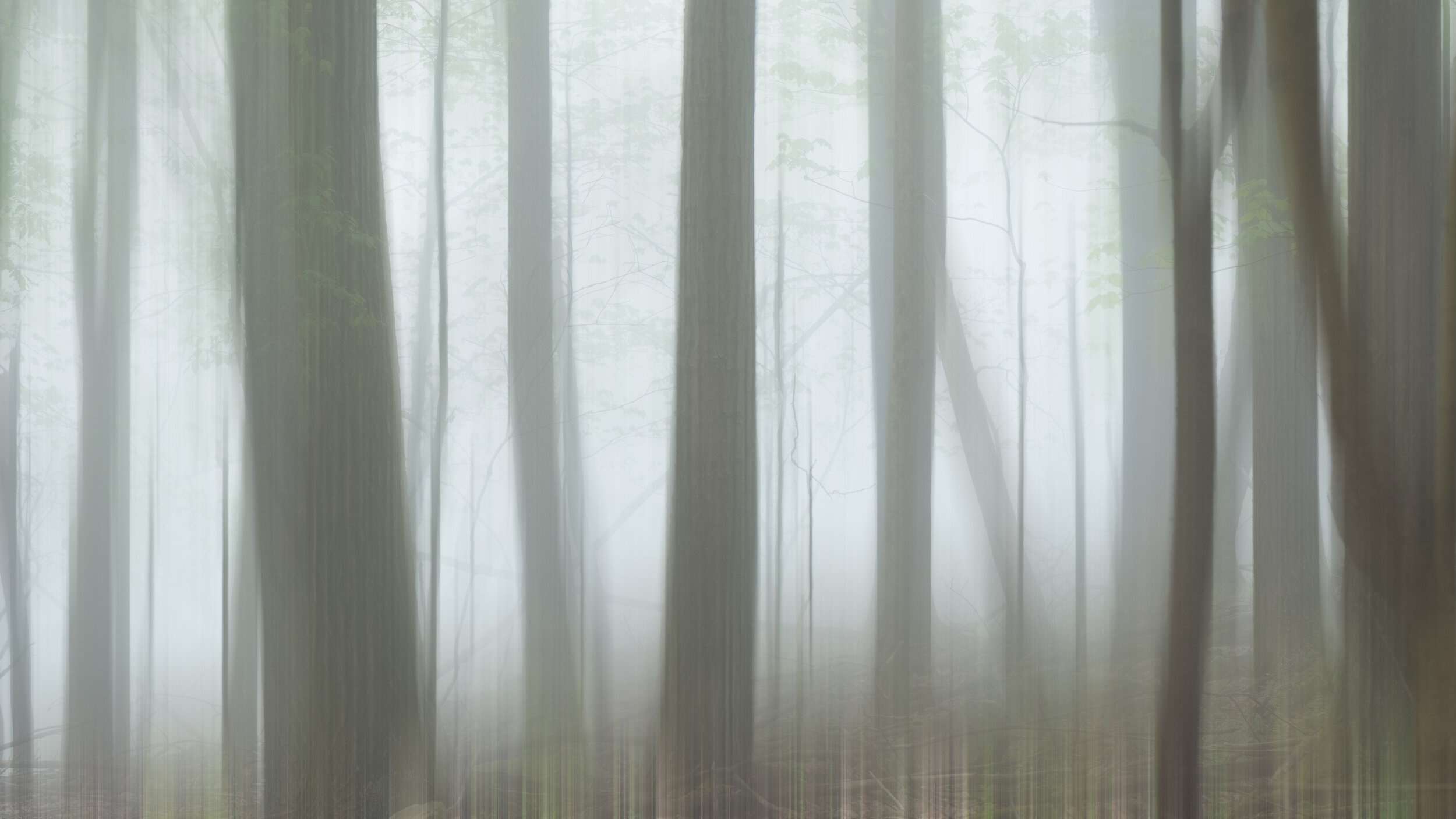 "Spirits of the Grove II"