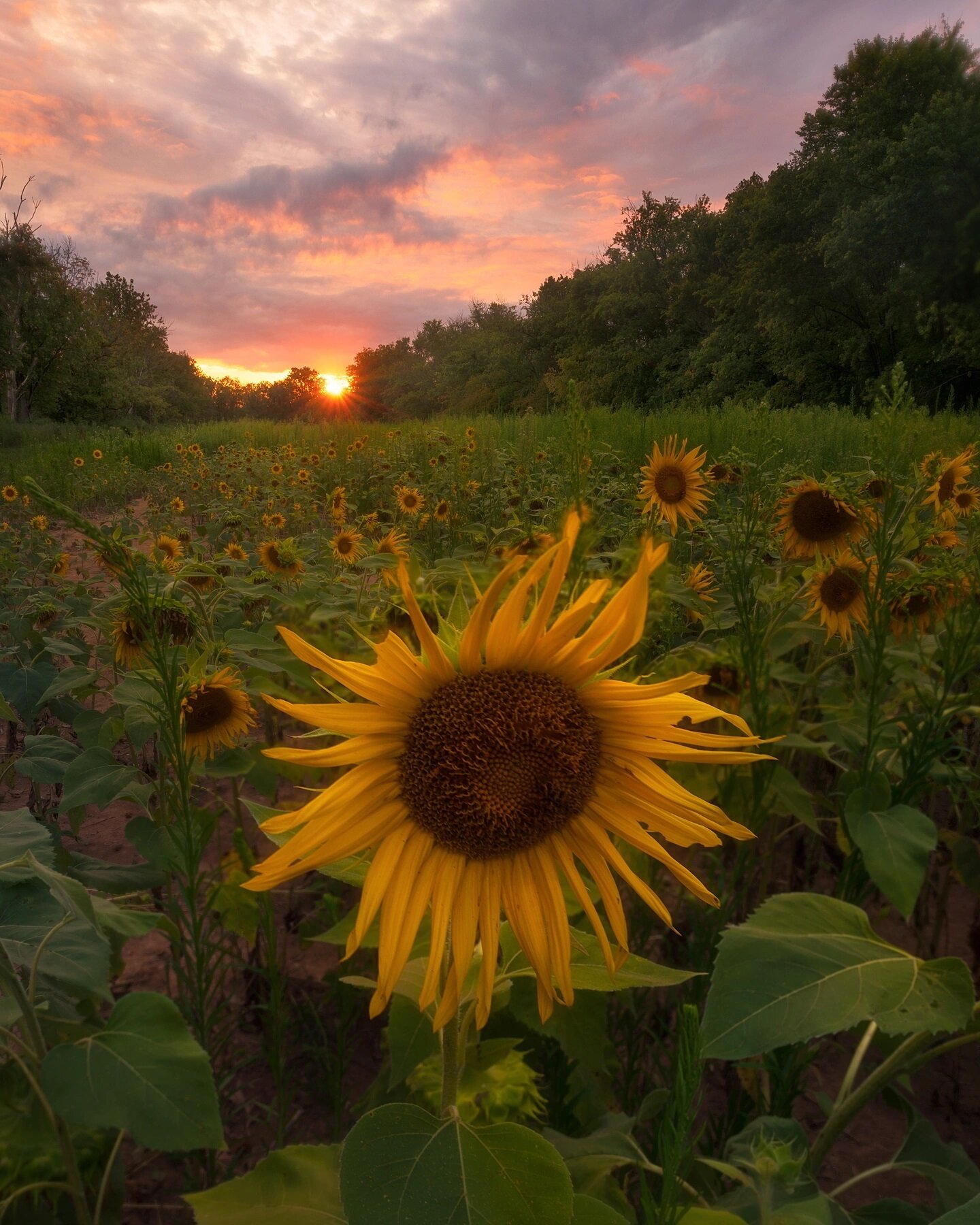 &quot;Sunstars&quot;
.
Got so lucky my first time visiting these sunflower fields. I thought I might have gone too late in the summer for there to be any flowers left standing but there were plenty. In addition, it had been overcast all day and I was