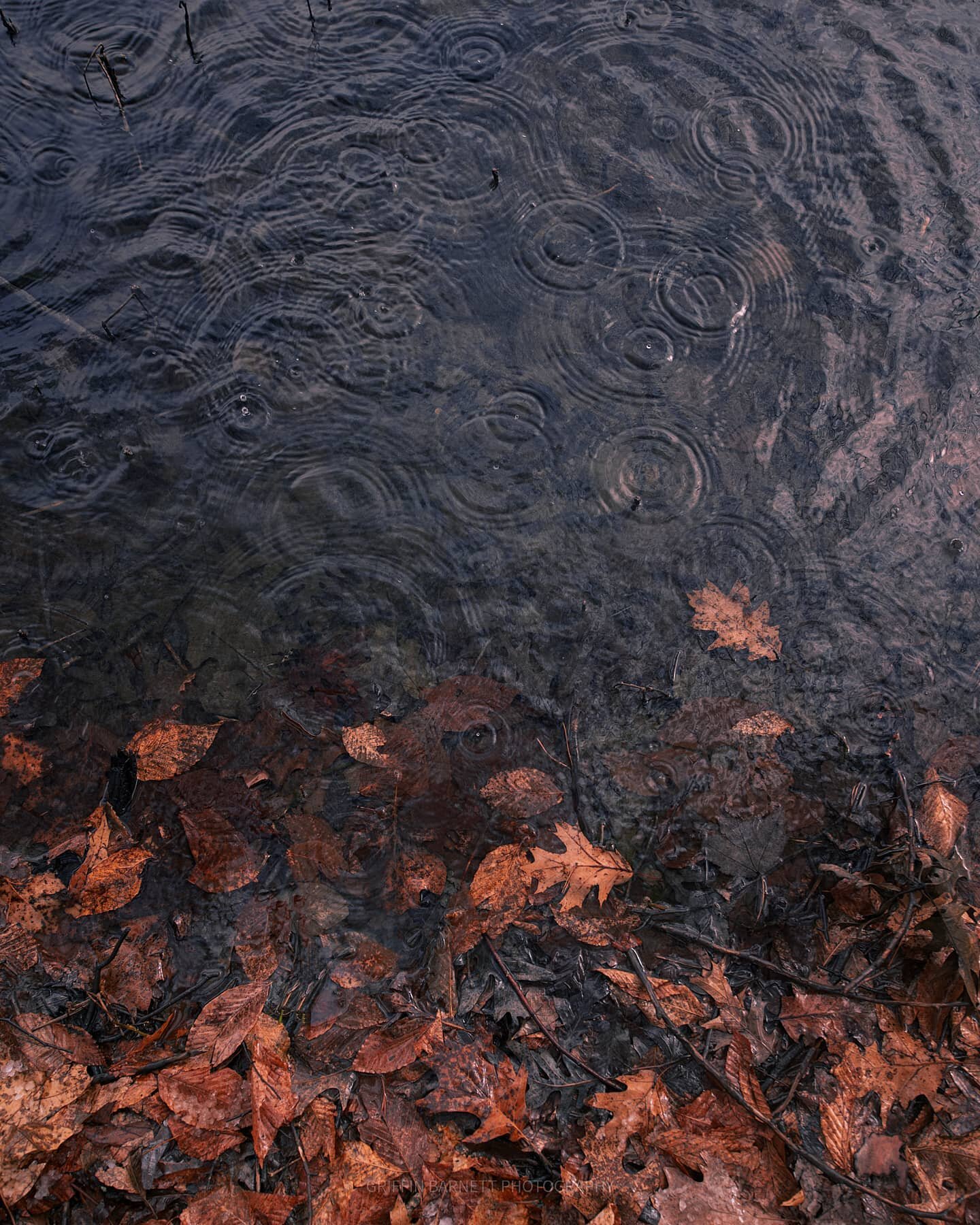 &quot;Signal and Noise&quot;
.
Another image from my visit to Burke Lake last weekend, when the snow flurries had shifted to rain, placing pleasing droplets into the edge of the lake, where some leftover russet leaves had collected. I enjoy the contr