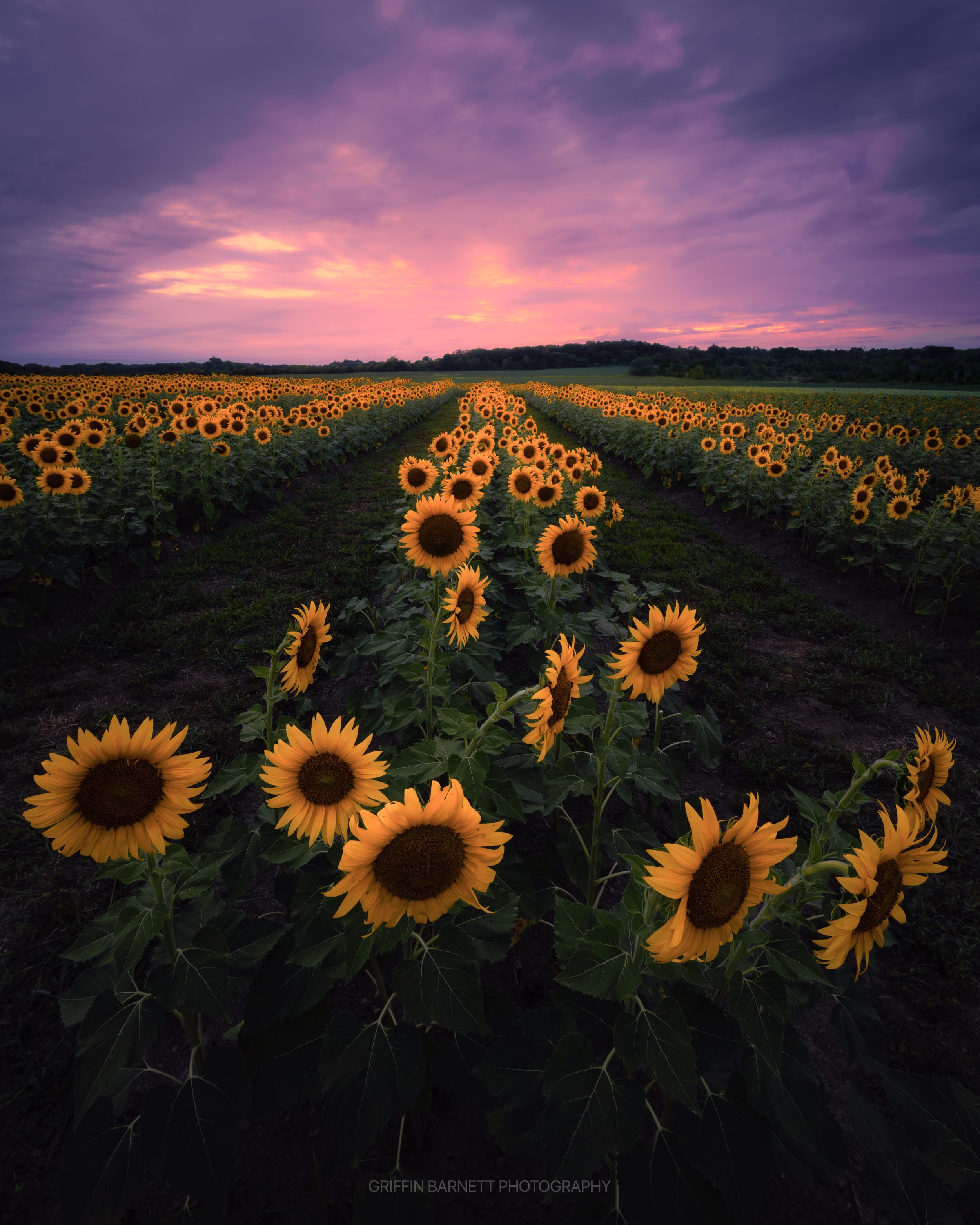 "Sunflower Fields Forever"