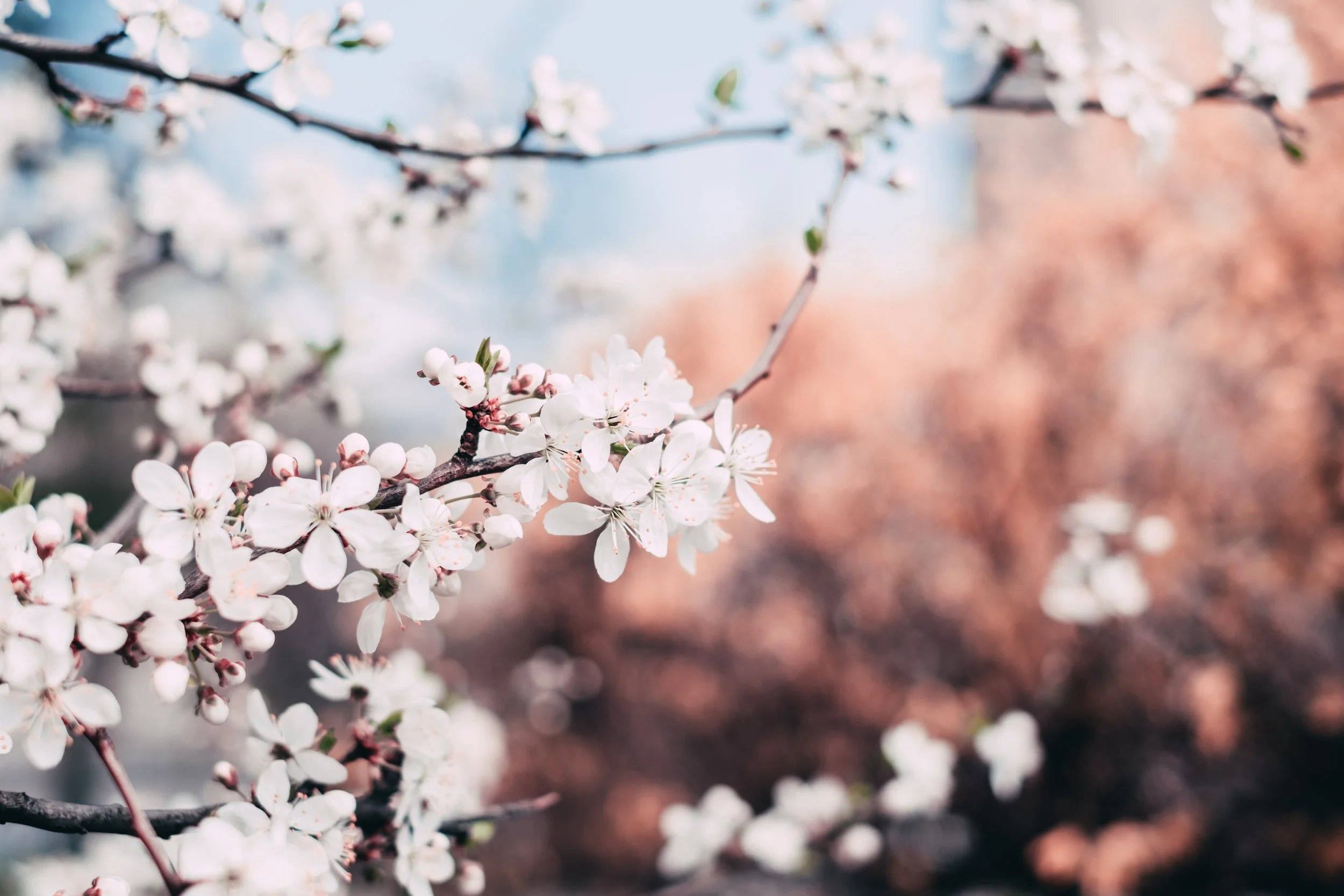 Natural ways to get through the Allergy Season
