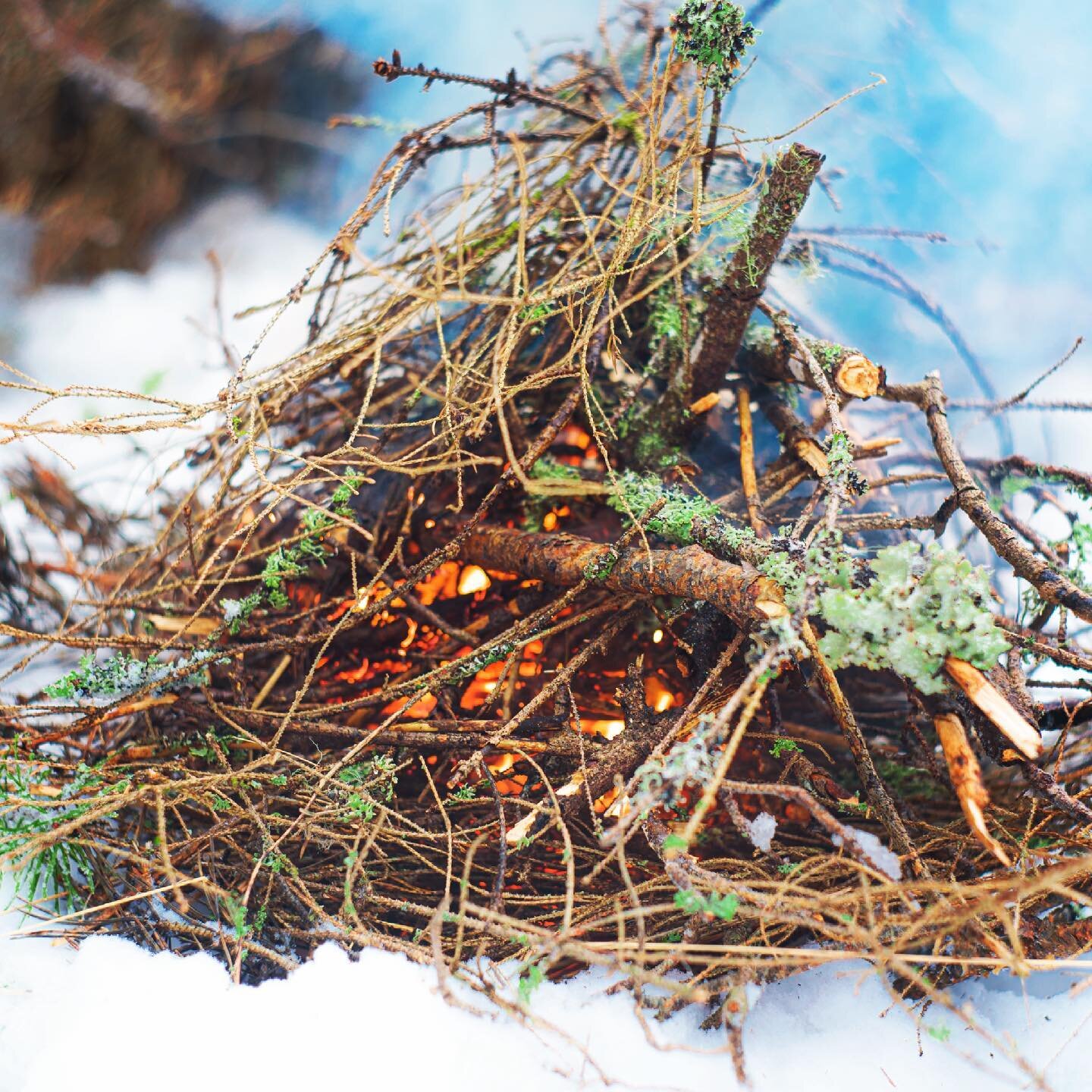 To lift this one thing up out of dead wood.⁣
Something, someone reaches up to start this rising as though the movement up is treasonous.⁣
⁣
This one team has been frozen, caught in the grain of The fall in log for 10,000 years: Memories of ice ages a